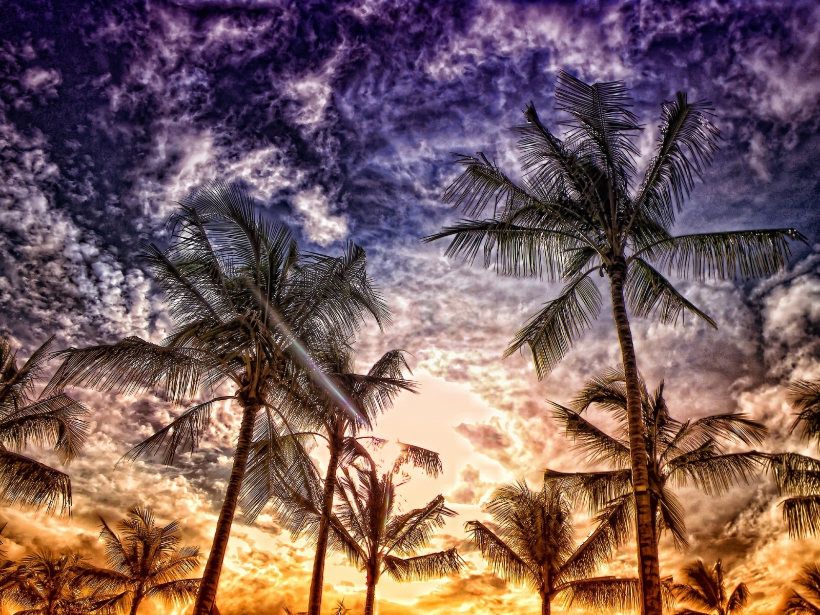Free download wallpaper Landscape, Trees, Palms on your PC desktop