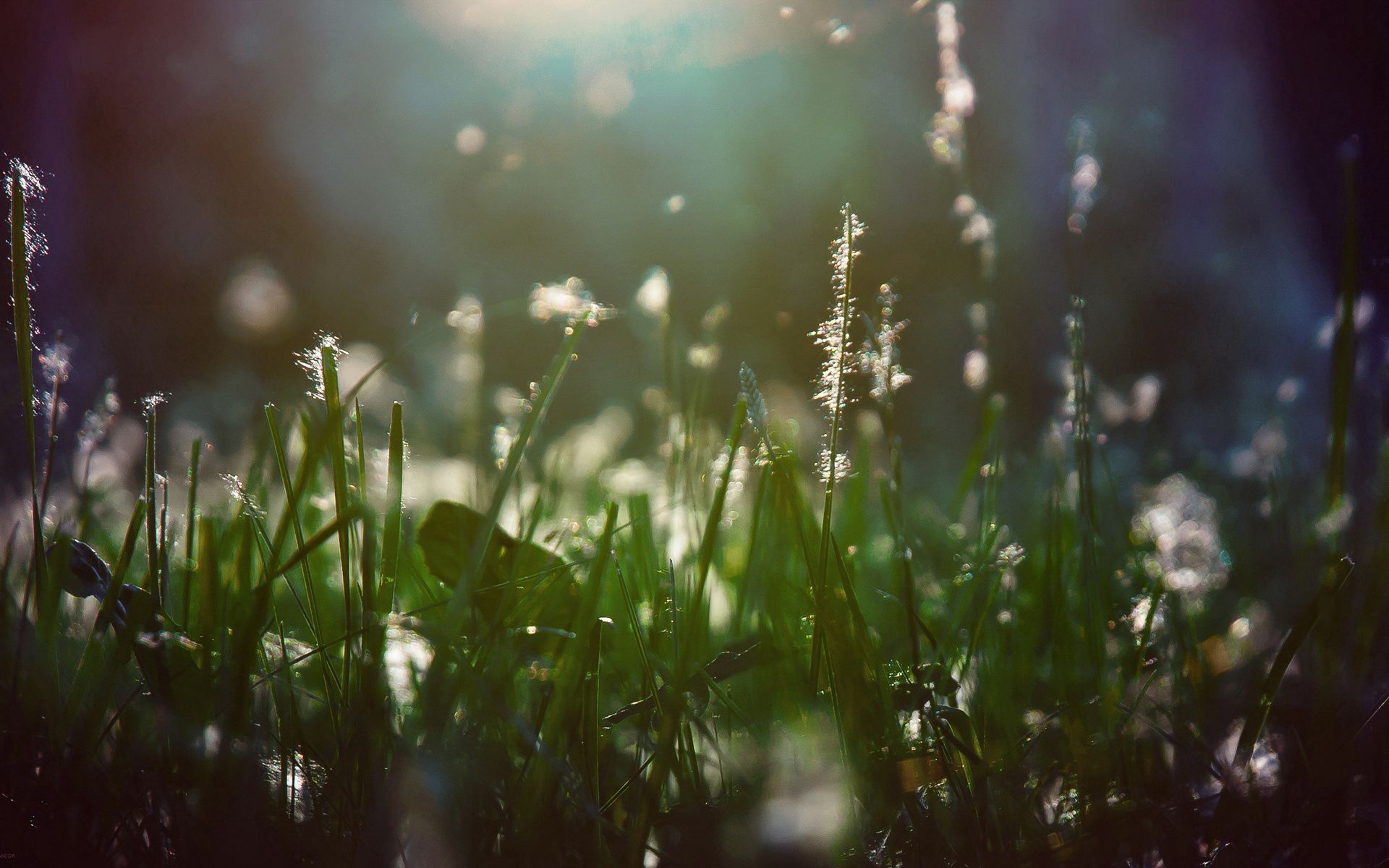 grass, macro, shine, light, wet, shadow, humid