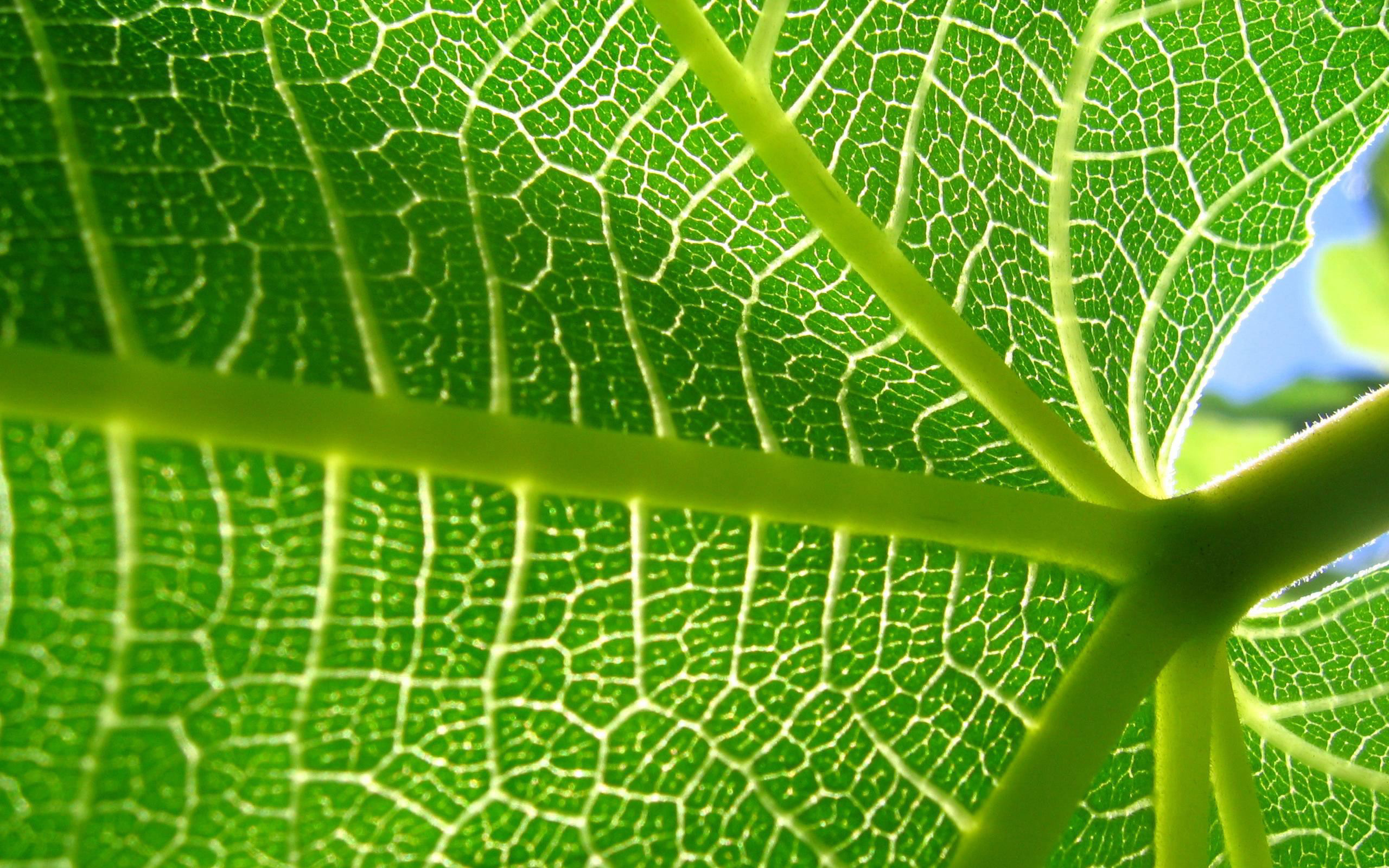 Baixe gratuitamente a imagem Folha, Terra/natureza na área de trabalho do seu PC