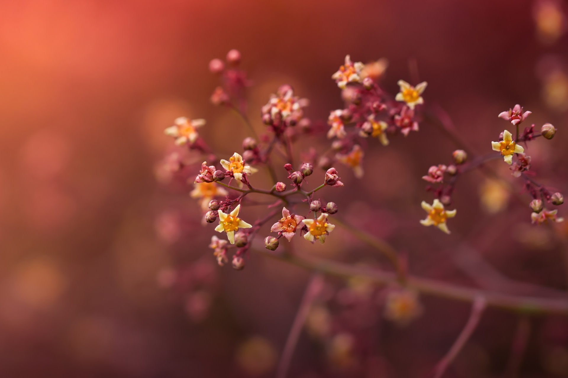 Download mobile wallpaper Nature, Flowers, Flower, Blur, Branch, Earth, Blossom for free.