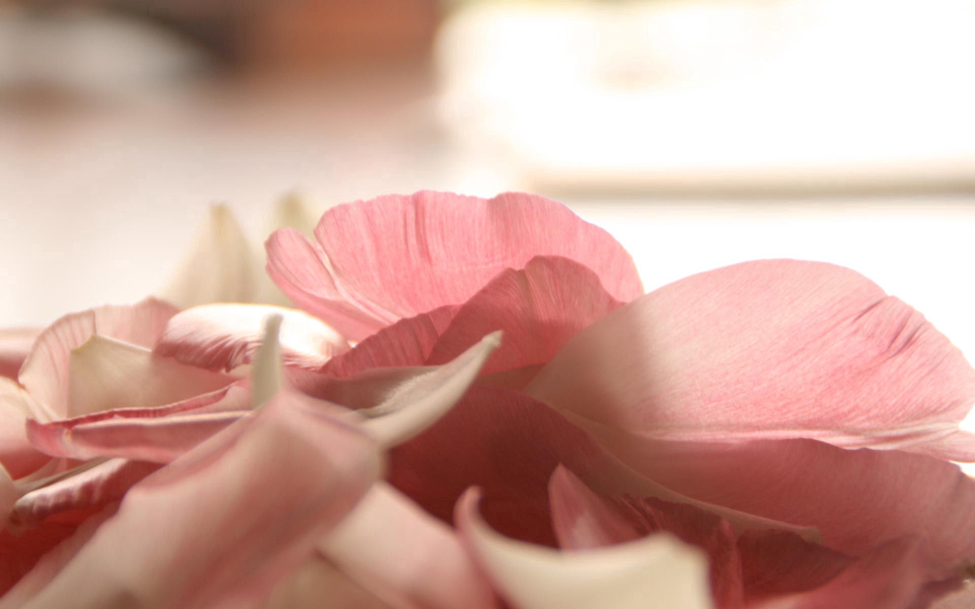無料モバイル壁紙花, 大きい, マクロ, 花びら, 優しさ, 愛, ロマンスをダウンロードします。