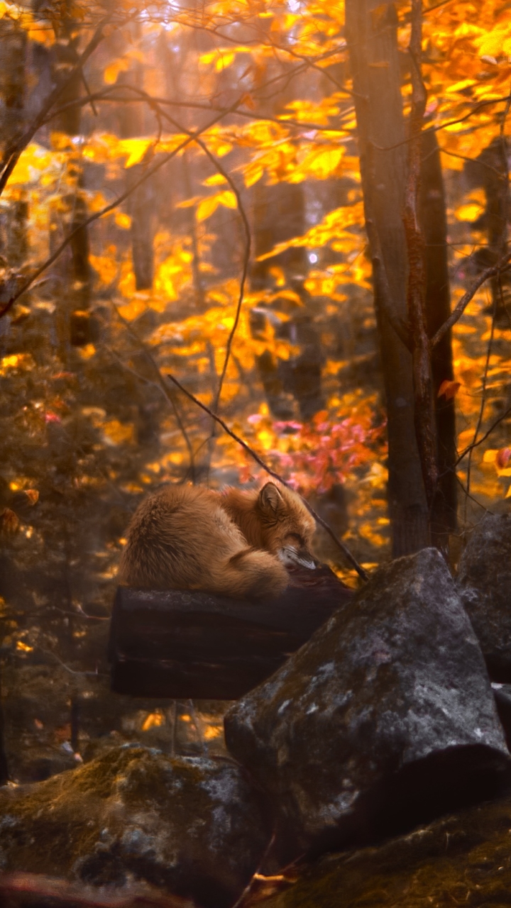 Handy-Wallpaper Tiere, Herbst, Fuchs, Schlafen kostenlos herunterladen.