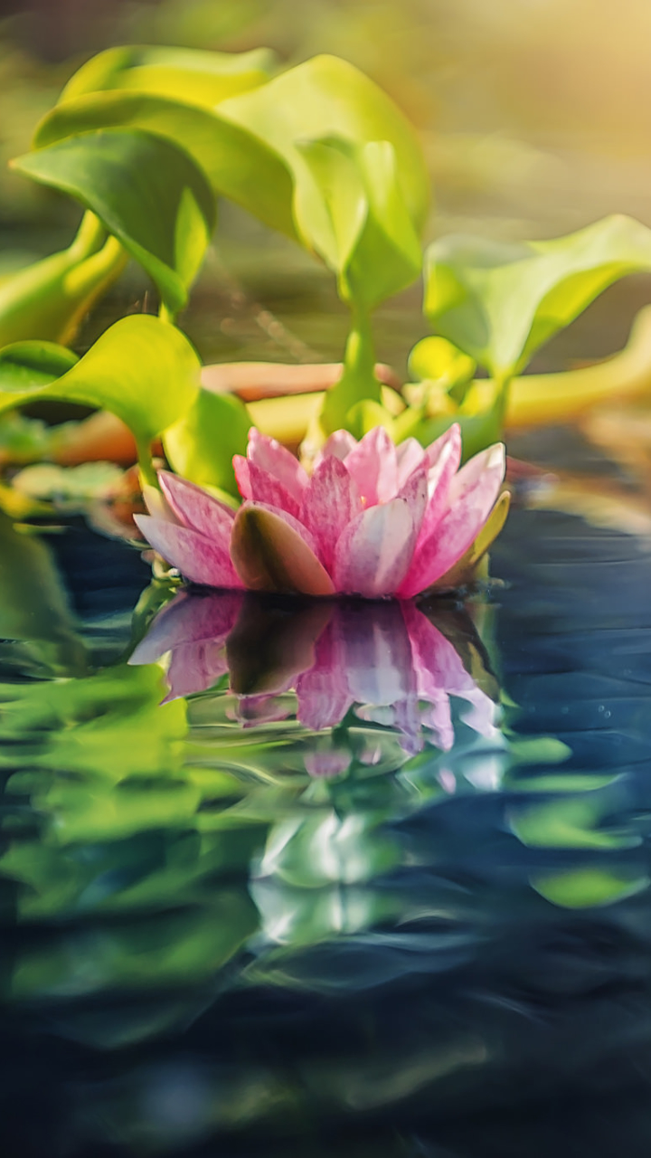 Download mobile wallpaper Nature, Flowers, Lotus, Reflection, Flower, Earth, Pink Flower for free.