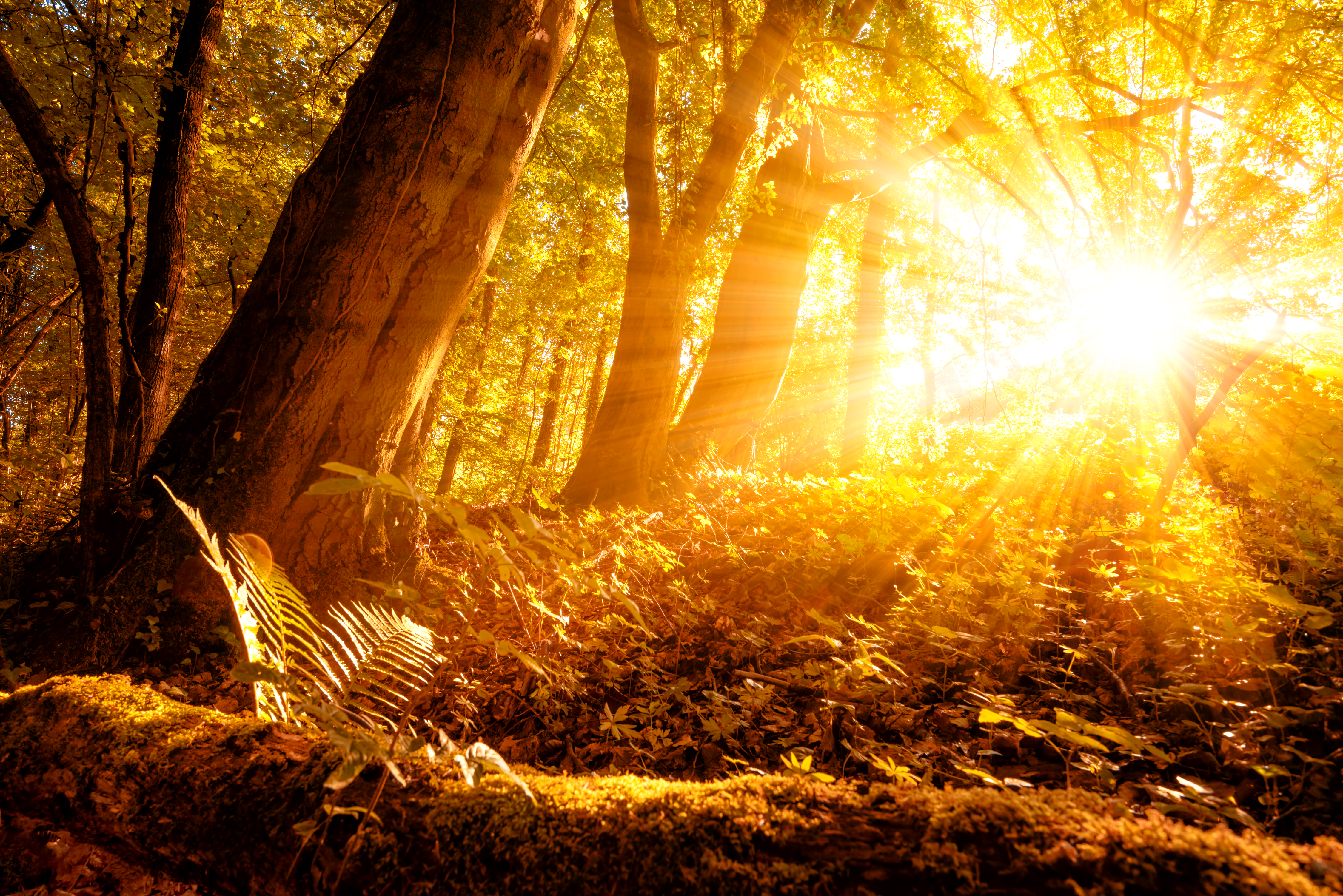 Free download wallpaper Nature, Forest, Tree, Earth, Moss, Sunbeam on your PC desktop