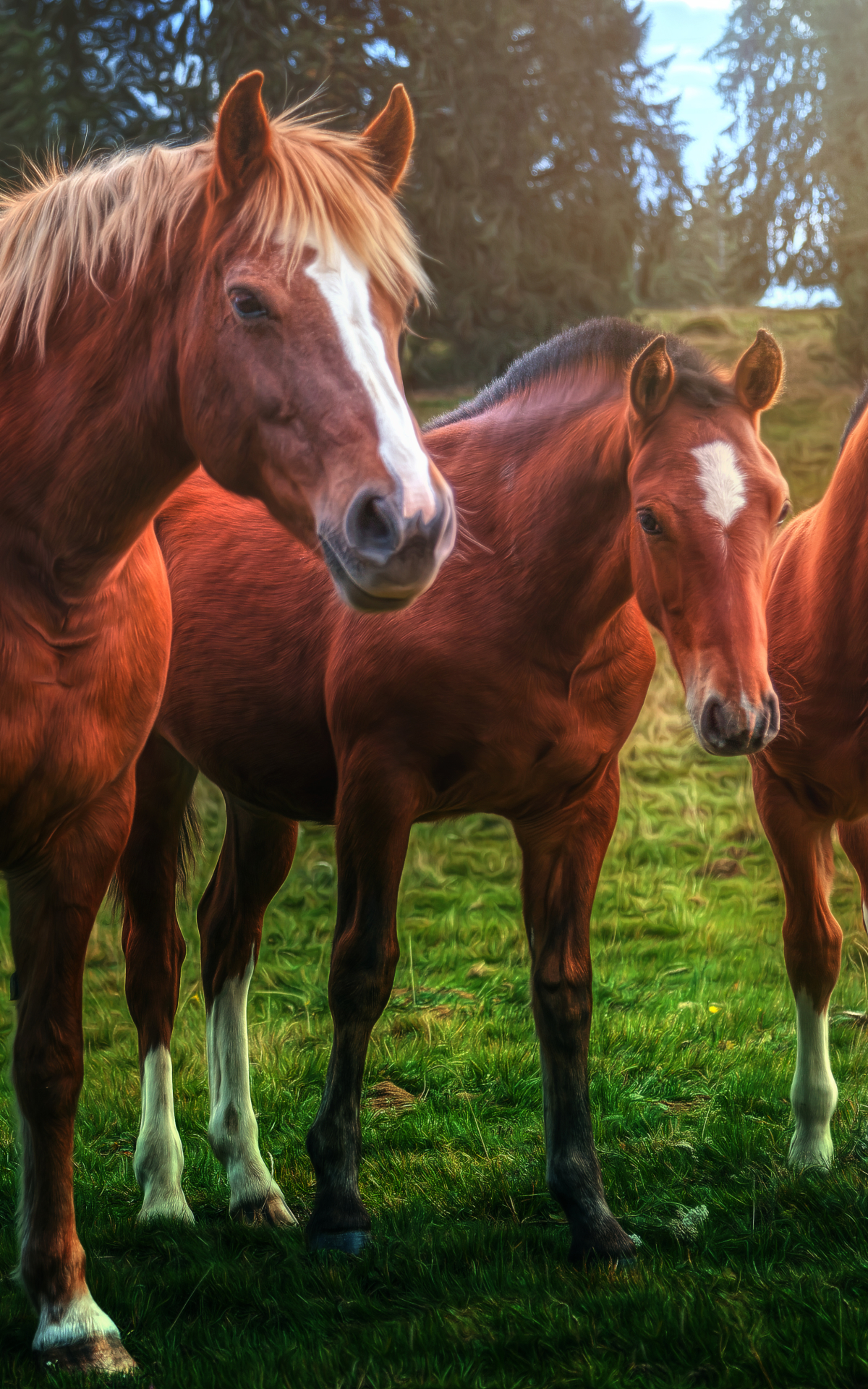 無料モバイル壁紙動物, 馬をダウンロードします。