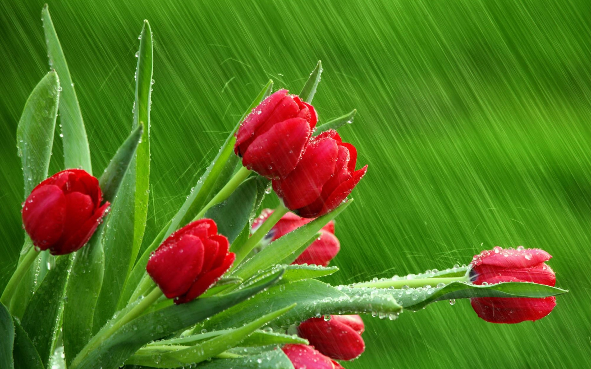 tulips, plants, green, flowers wallpapers for tablet