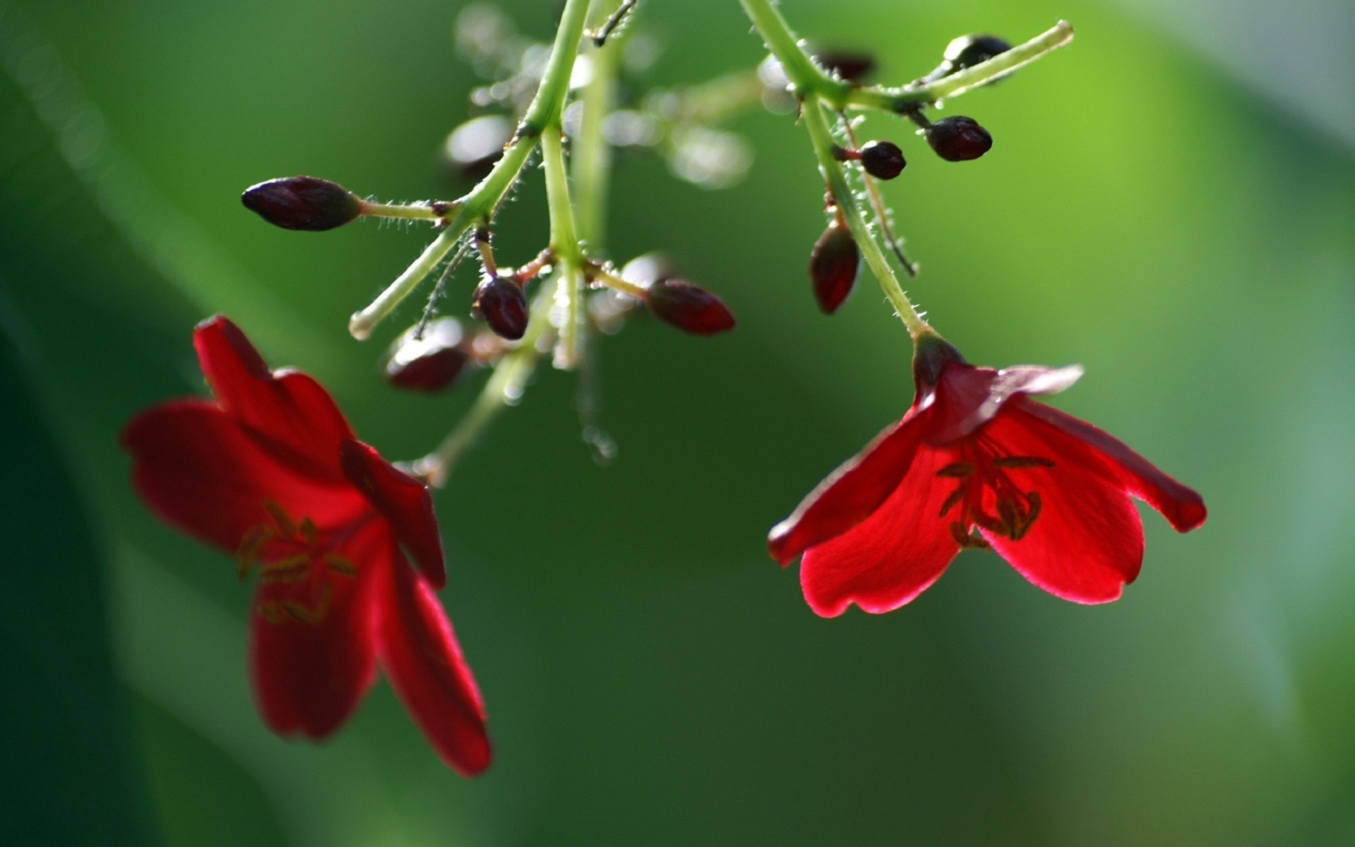 Handy-Wallpaper Blumen, Blume, Erde/natur kostenlos herunterladen.