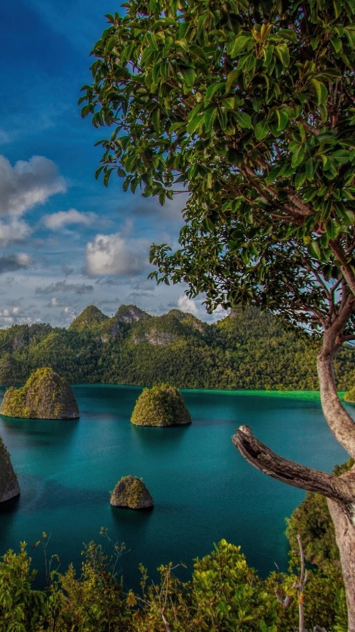 Скачати мобільні шпалери Море, Дерево, Океан, Земля, Острів, Індонезія, Раджа Ампат безкоштовно.