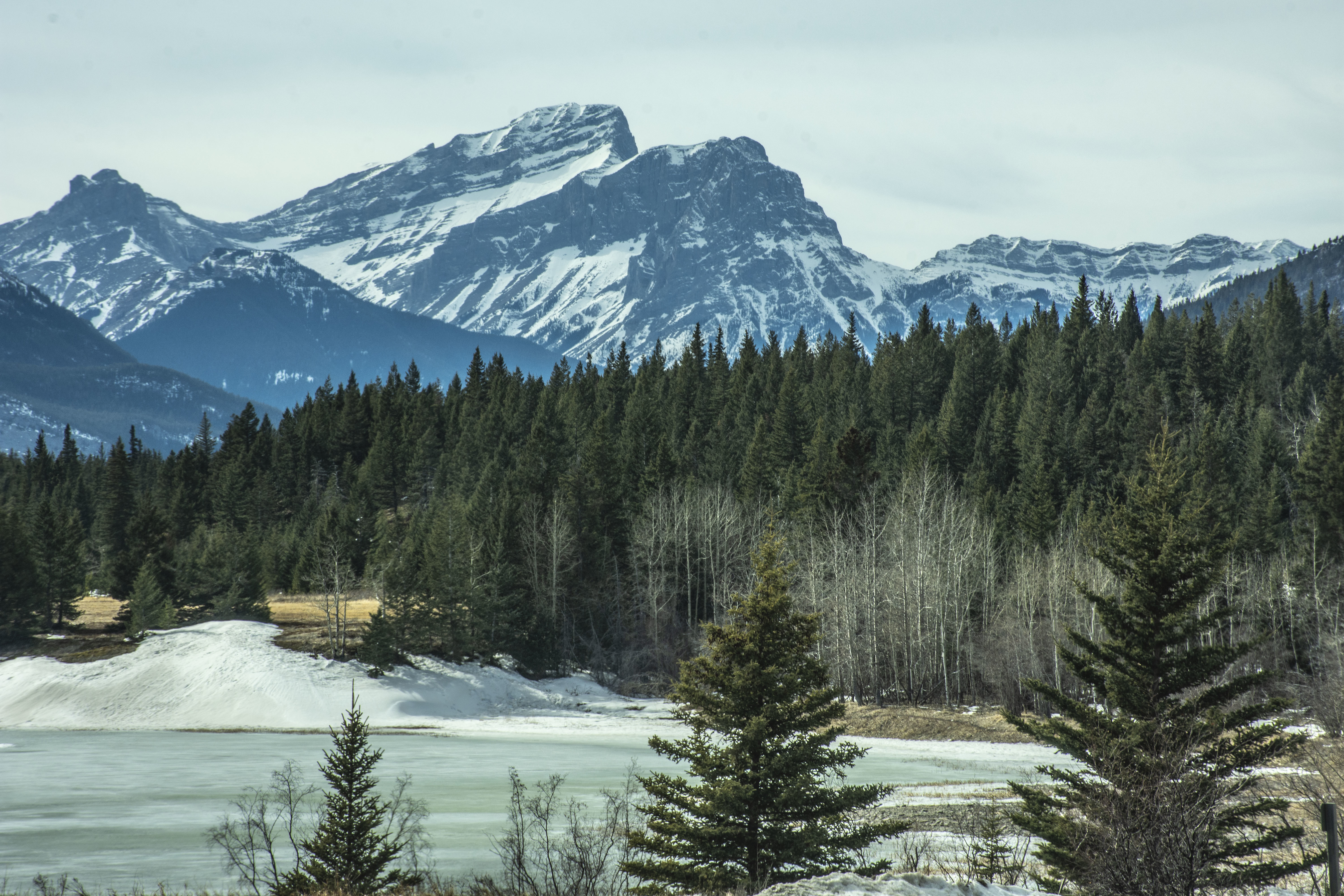 Descarga gratis la imagen Pino, Nieve, Invierno, Naturaleza, Montañas, Bosque en el escritorio de tu PC
