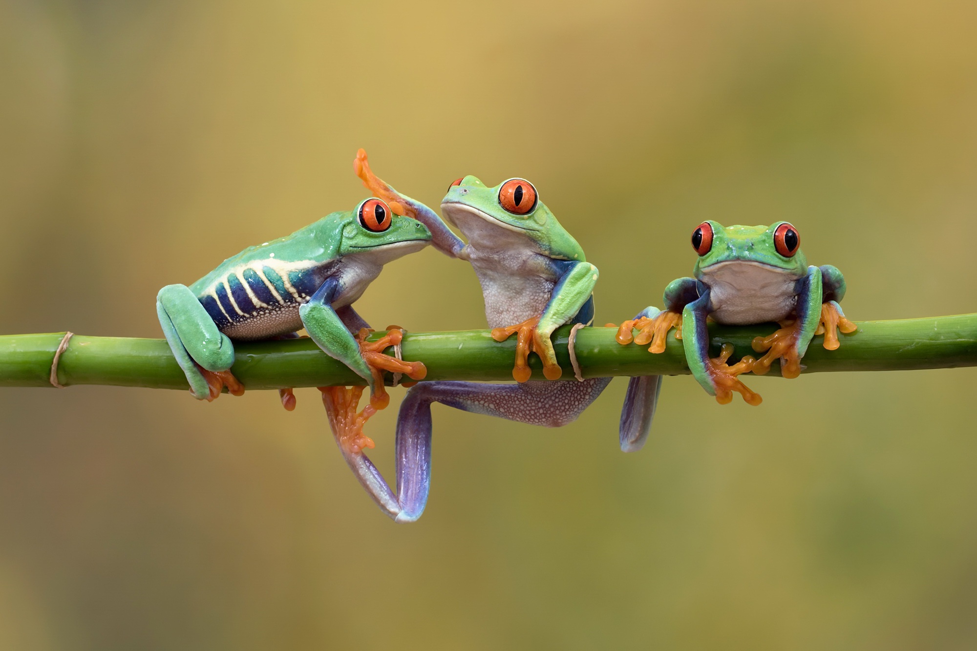 Free download wallpaper Frogs, Animal, Frog, Amphibian, Red Eyed Tree Frog on your PC desktop