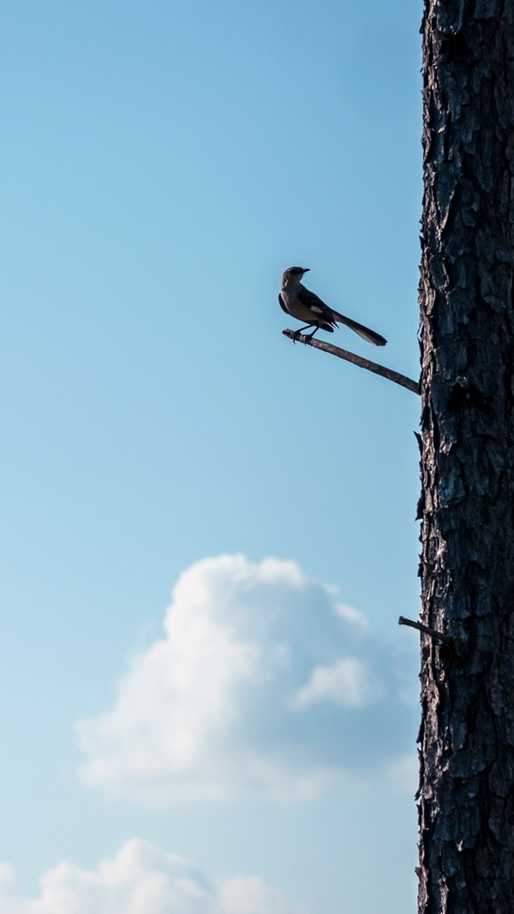 Download mobile wallpaper Birds, Sky, Bird, Animal, Minimalist for free.