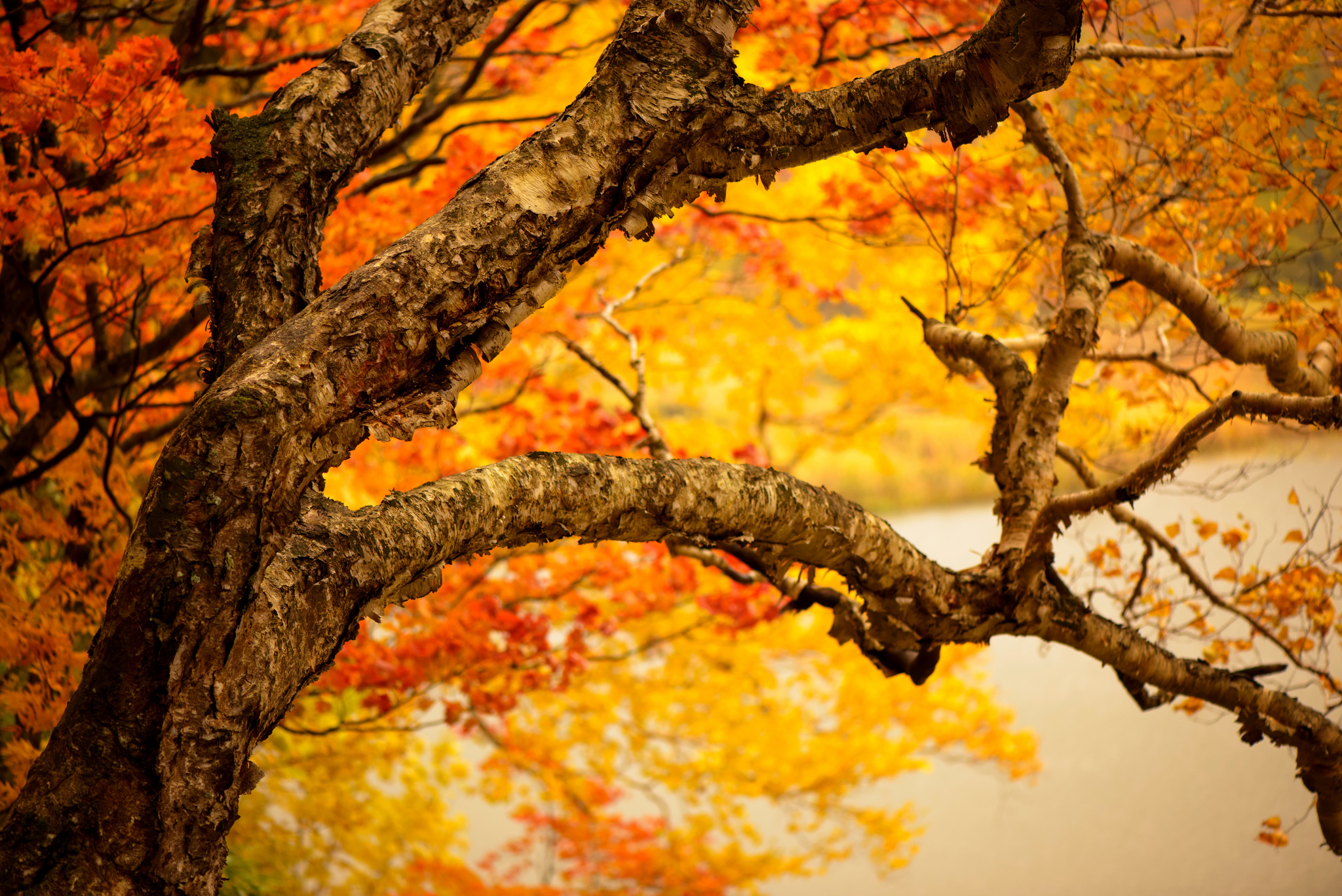 PCデスクトップに木, 秋, ブランチ, 地球画像を無料でダウンロード