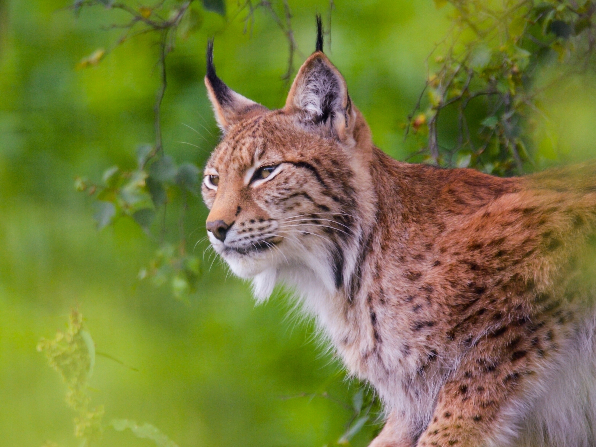 Free download wallpaper Cats, Animal, Lynx on your PC desktop