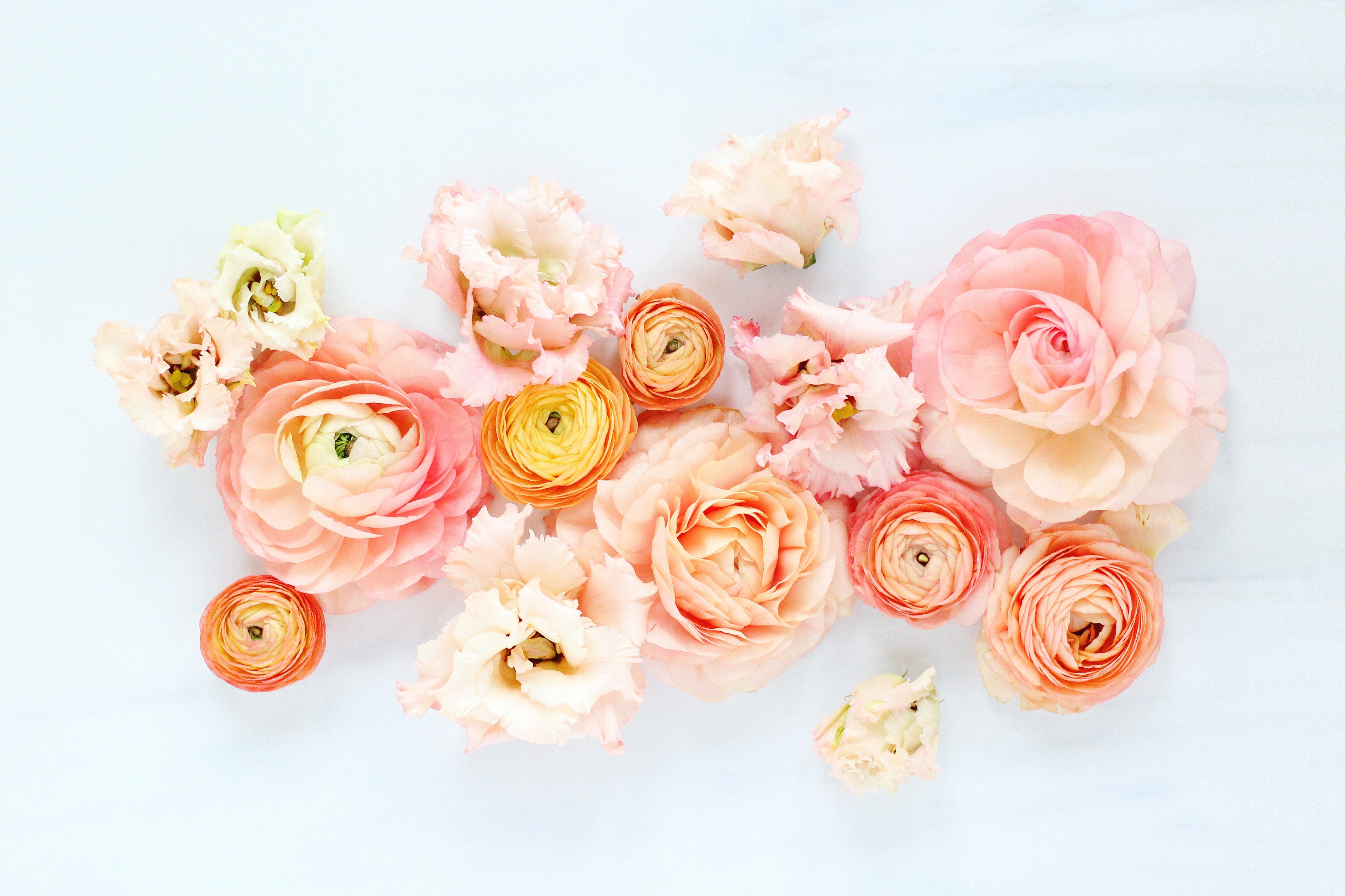 420743 скачать обои ранункула, пион, земля/природа, цветок, персиковый цветок, розовый цветок, флауэрсы - заставки и картинки бесплатно