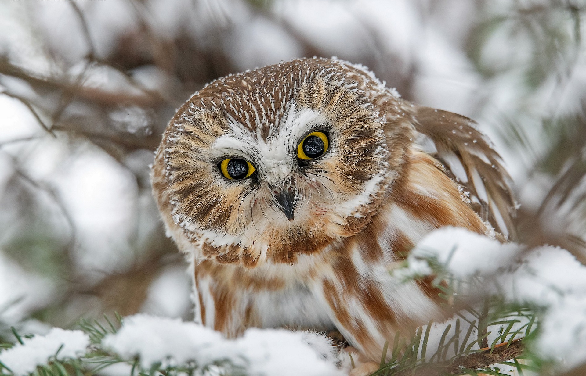 Free download wallpaper Birds, Owl, Snow, Bird, Animal, Great Grey Owl on your PC desktop