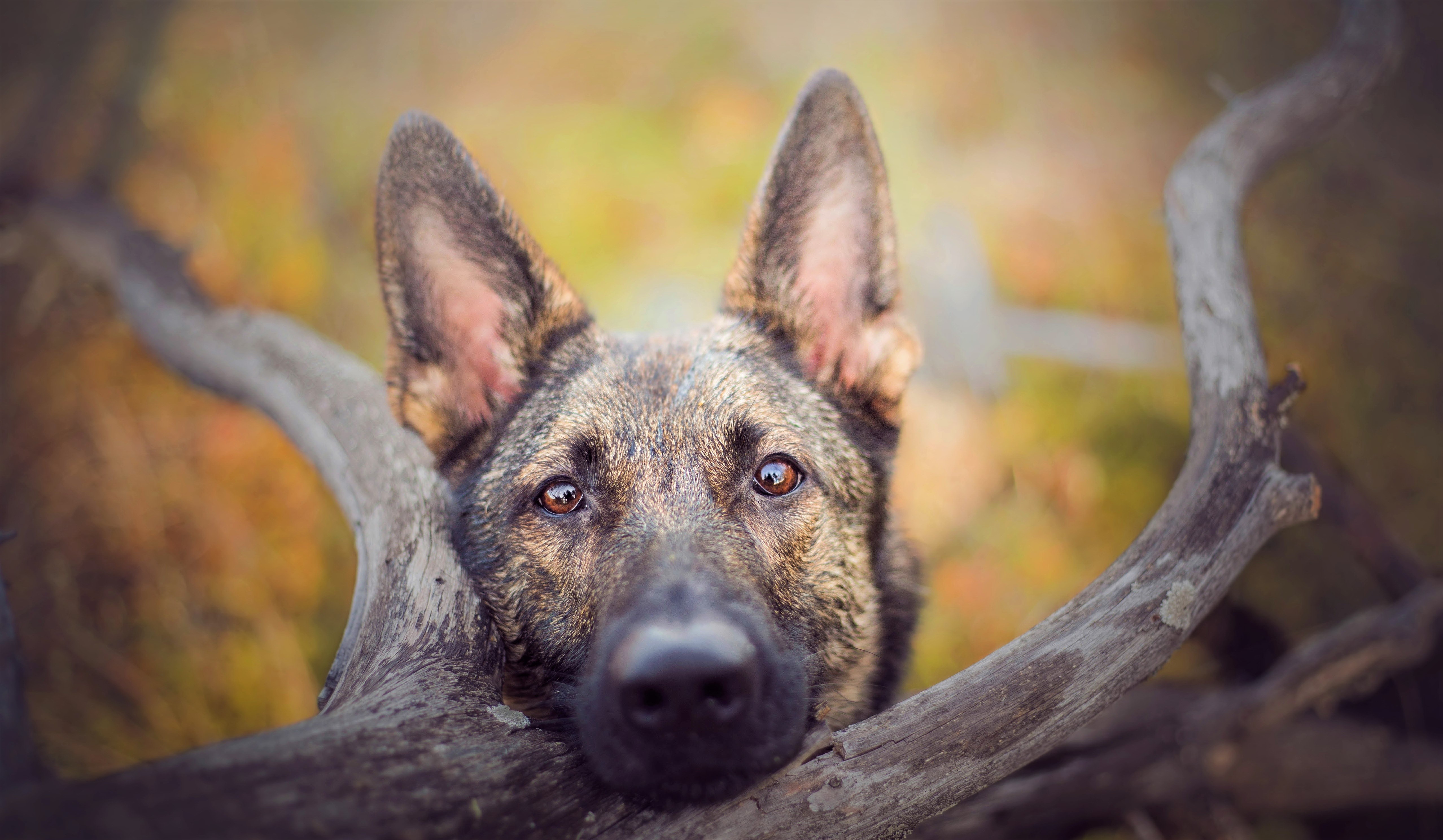 Free download wallpaper Dogs, Dog, Animal, German Shepherd, Stare on your PC desktop