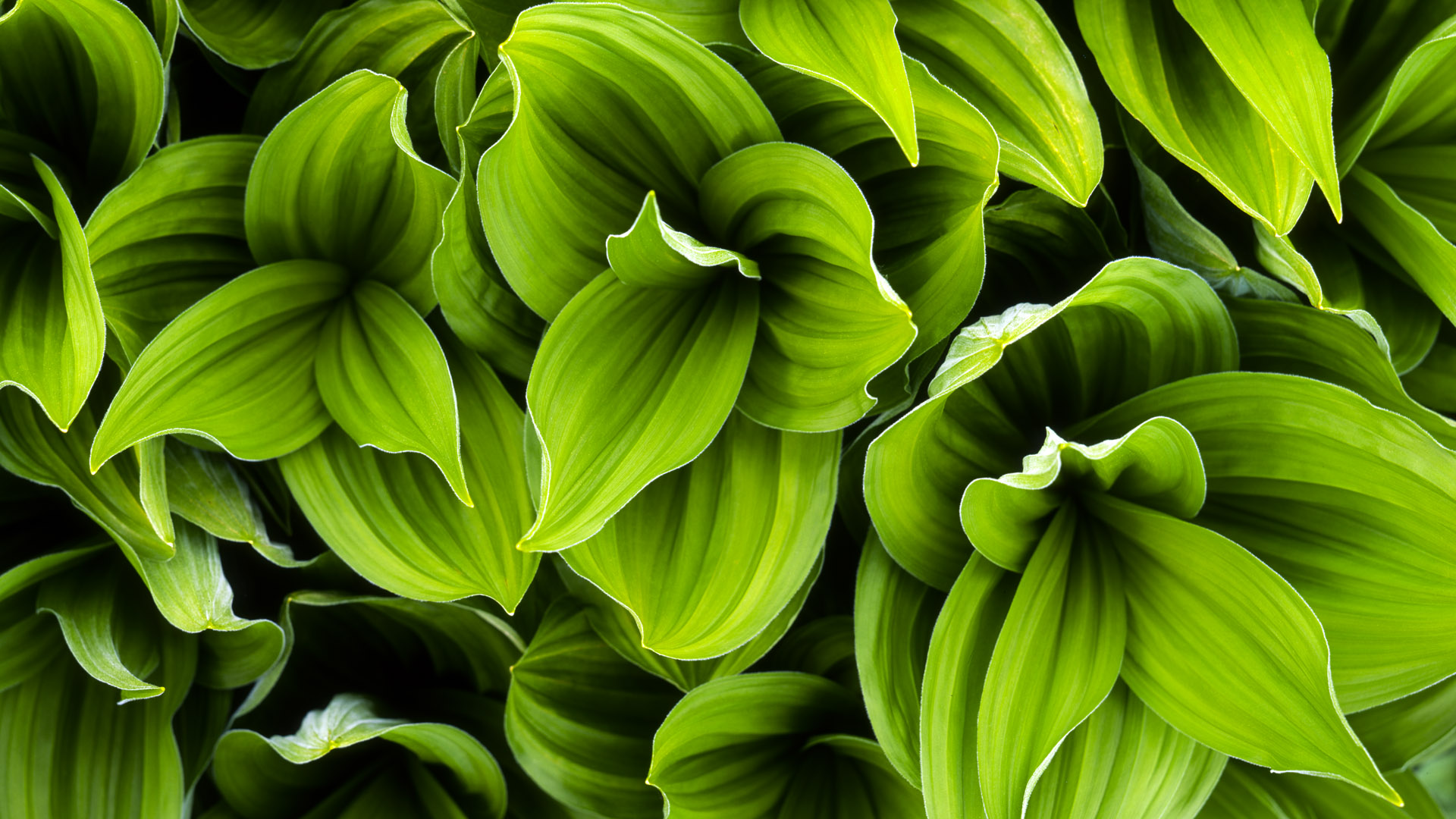 Download mobile wallpaper Plant, Close Up, Leaf, Earth for free.
