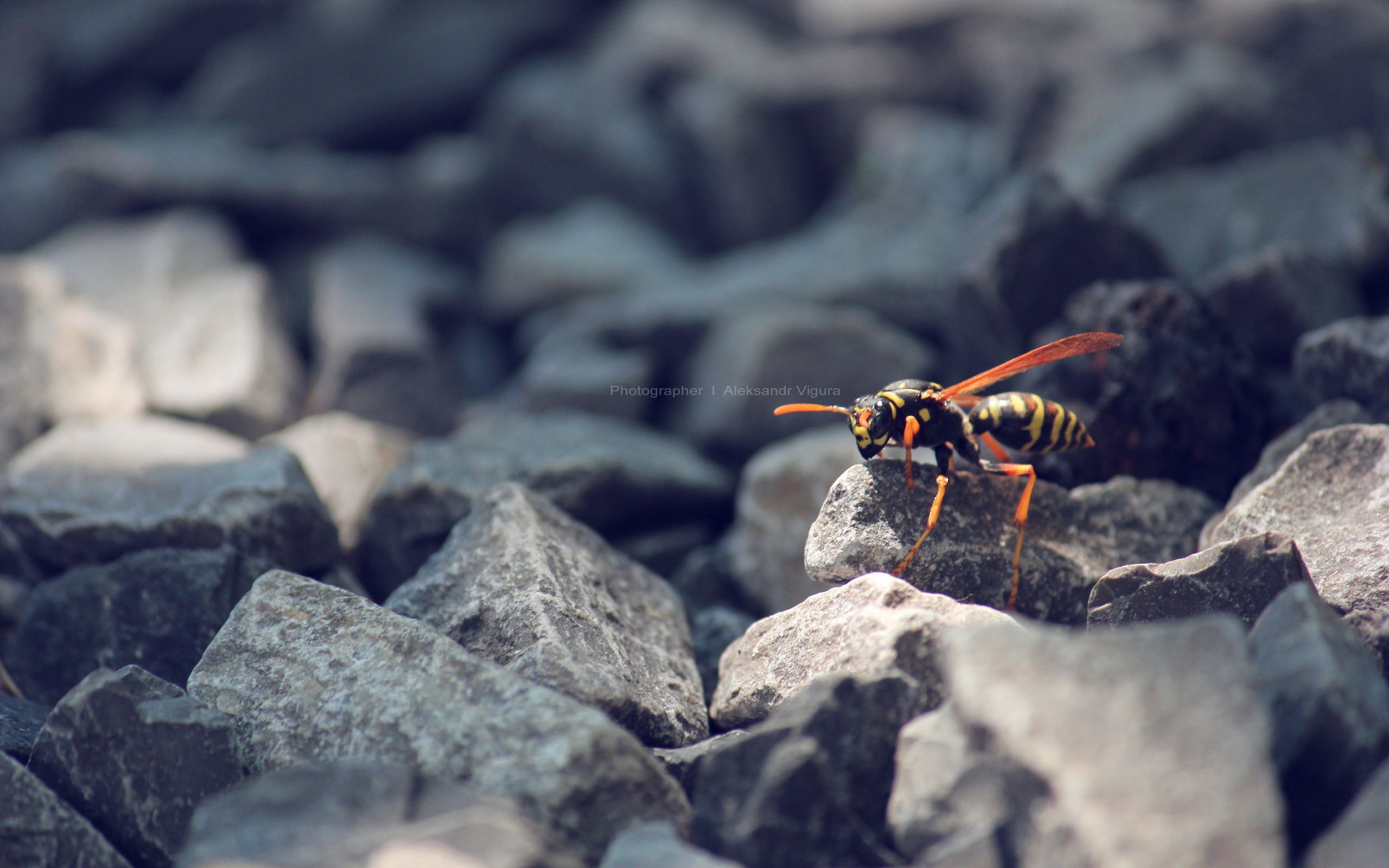 201532 descargar imagen animales, abeja, insectos: fondos de pantalla y protectores de pantalla gratis