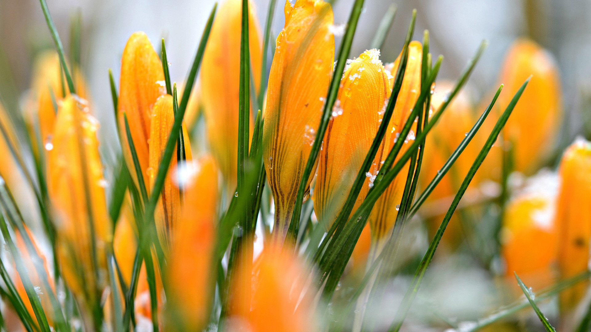 Free download wallpaper Flowers, Earth, Crocus on your PC desktop