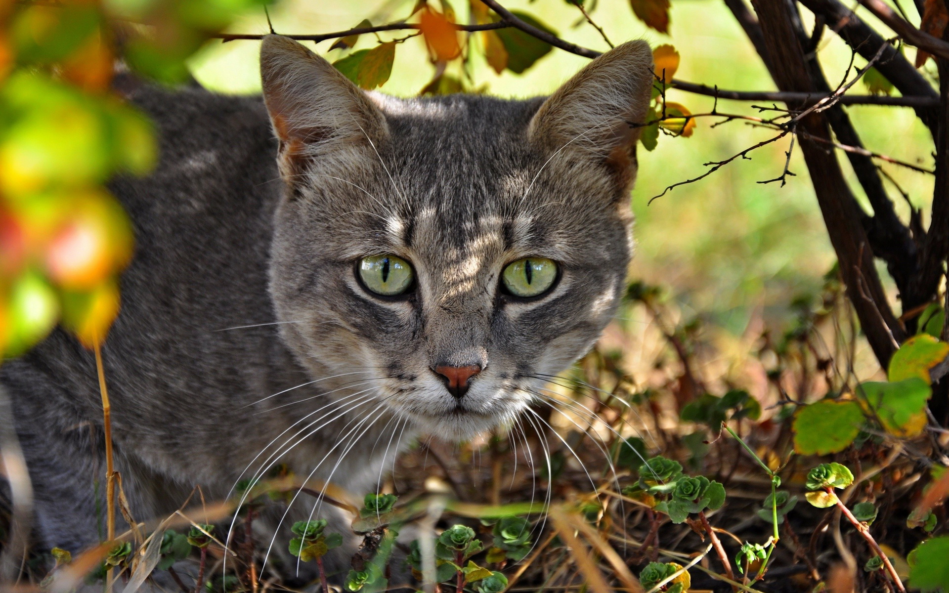 Descarga gratis la imagen Gato, Gatos, Animales en el escritorio de tu PC