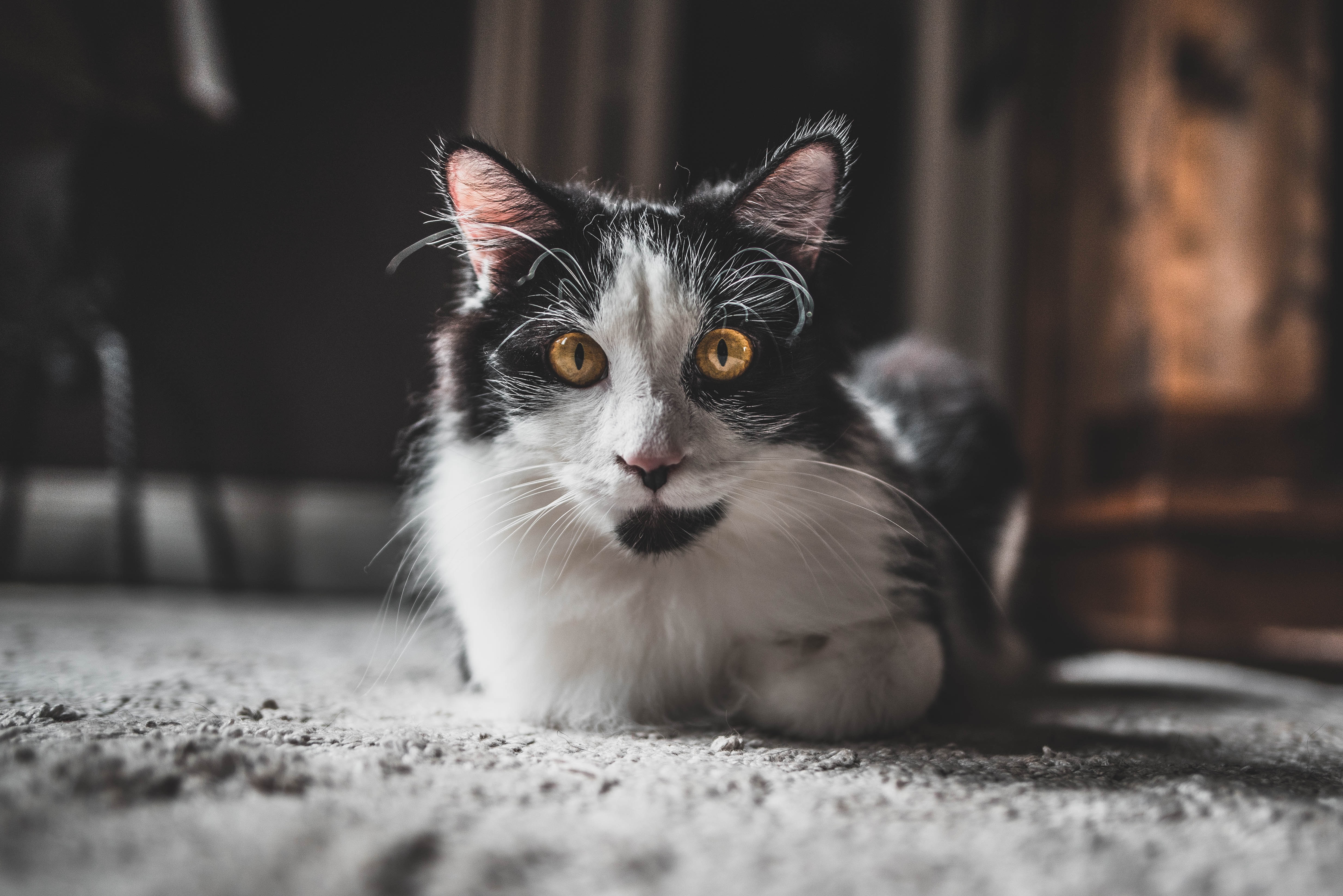 android pet, animals, cat, fluffy, sight, opinion, animal