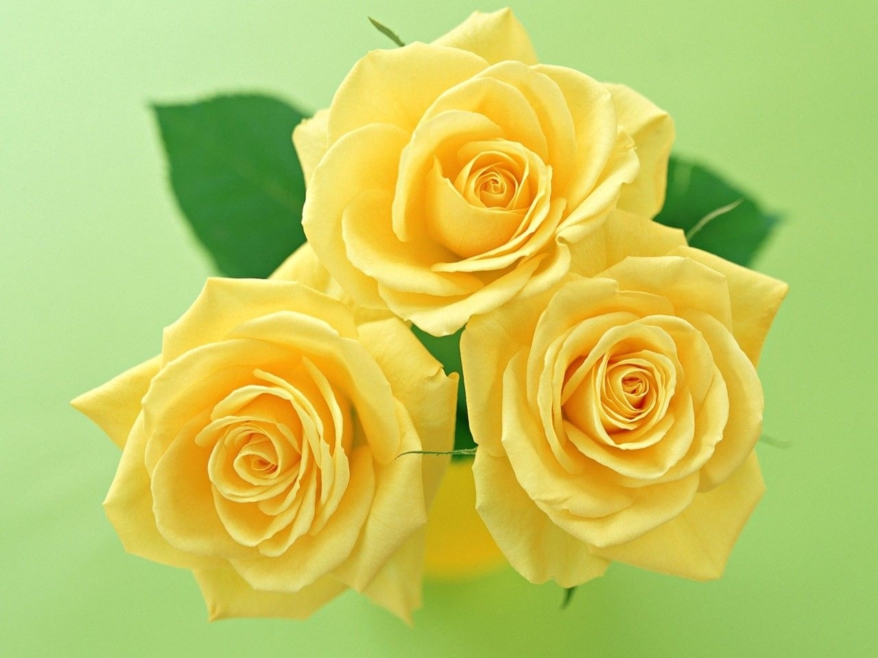 3449 завантажити шпалери рози, листівки, рослини, квіти, жовтий - заставки і картинки безкоштовно