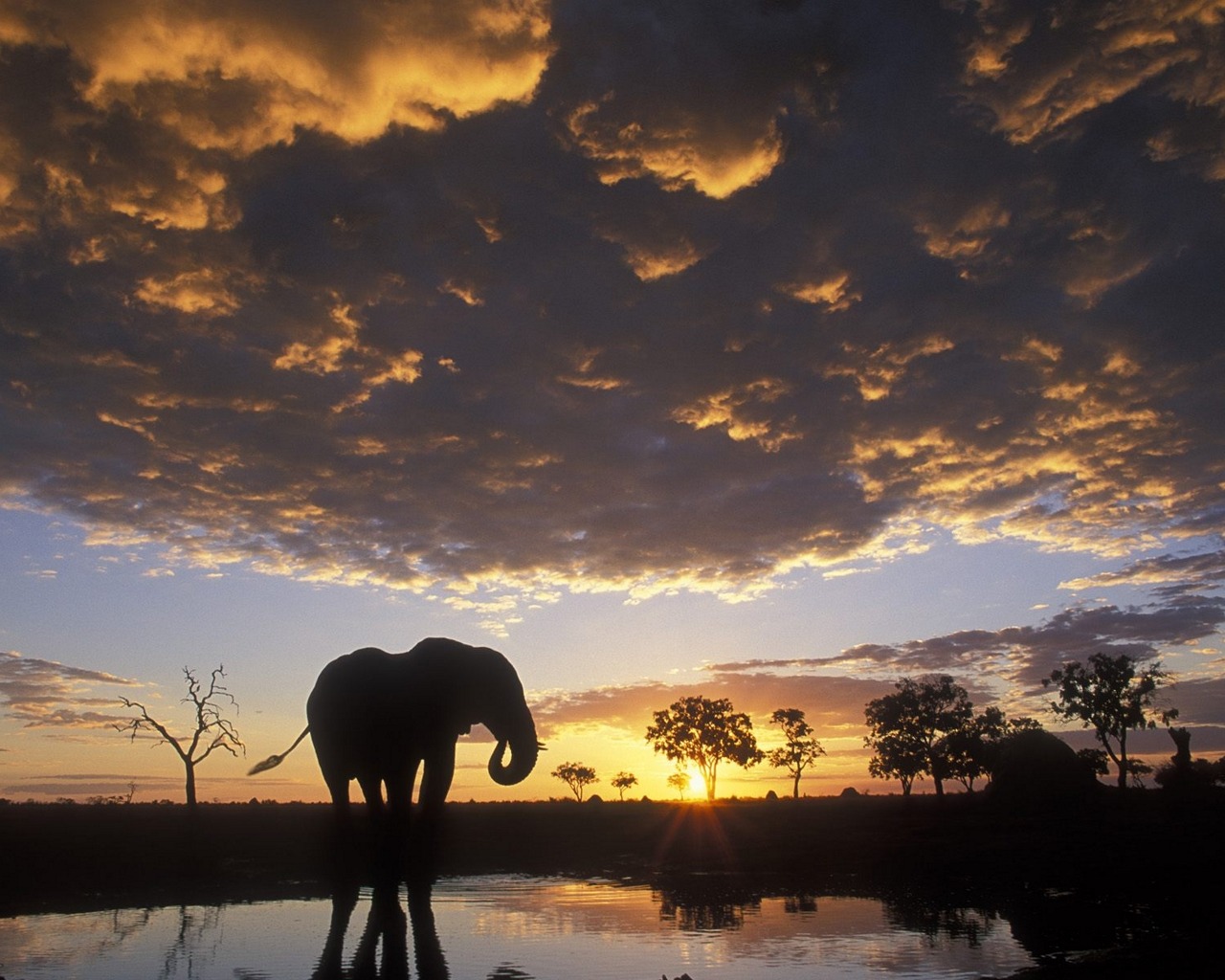 Téléchargez des papiers peints mobile Animaux, Éléphant De Savane D'afrique gratuitement.