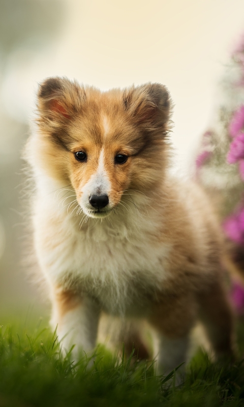 Download mobile wallpaper Dogs, Dog, Animal, Puppy, Bokeh, Shetland Sheepdog, Purple Flower, Baby Animal for free.