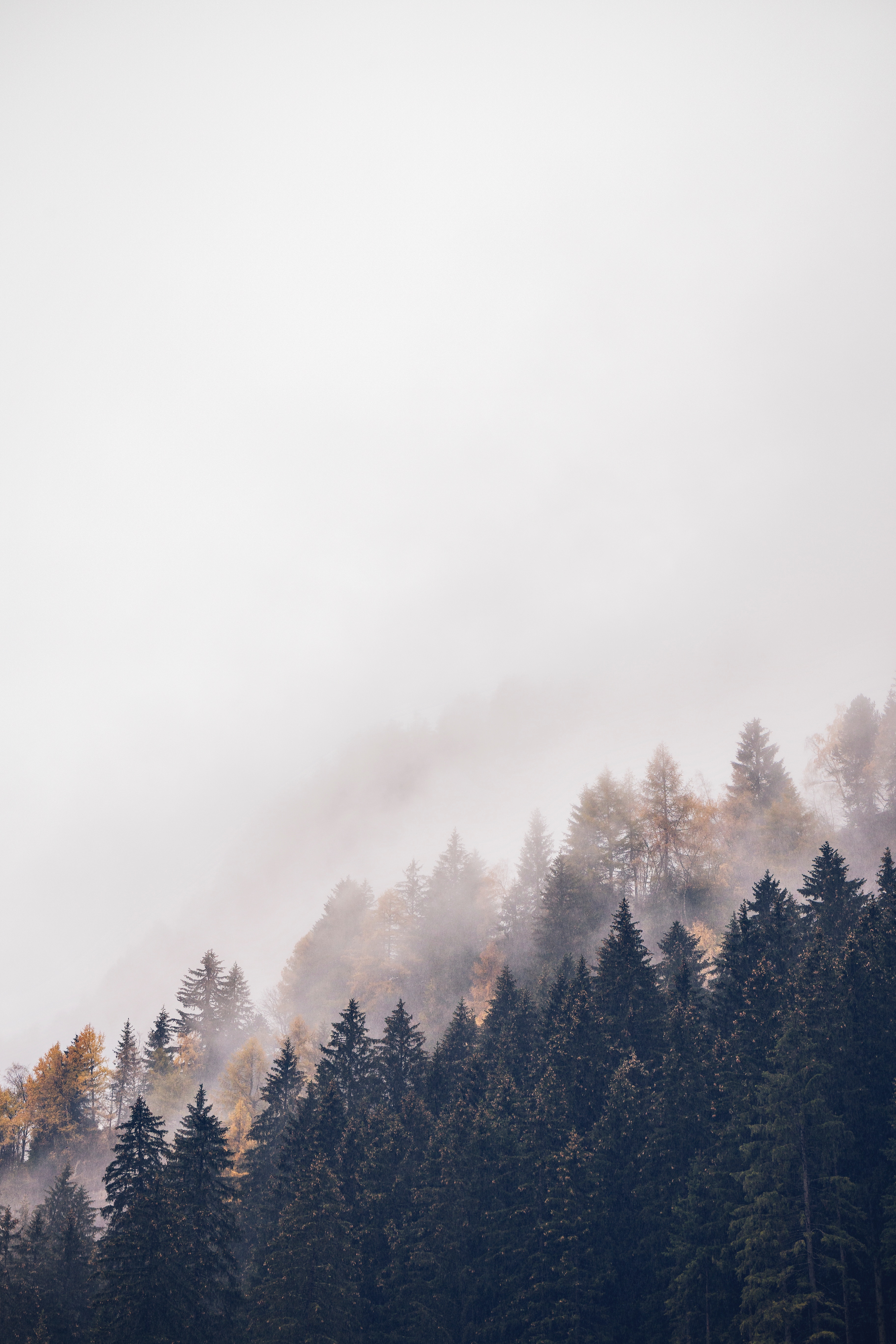 102987 скачать обои туман, природа, деревья, лес, верхушки, дымка - заставки и картинки бесплатно