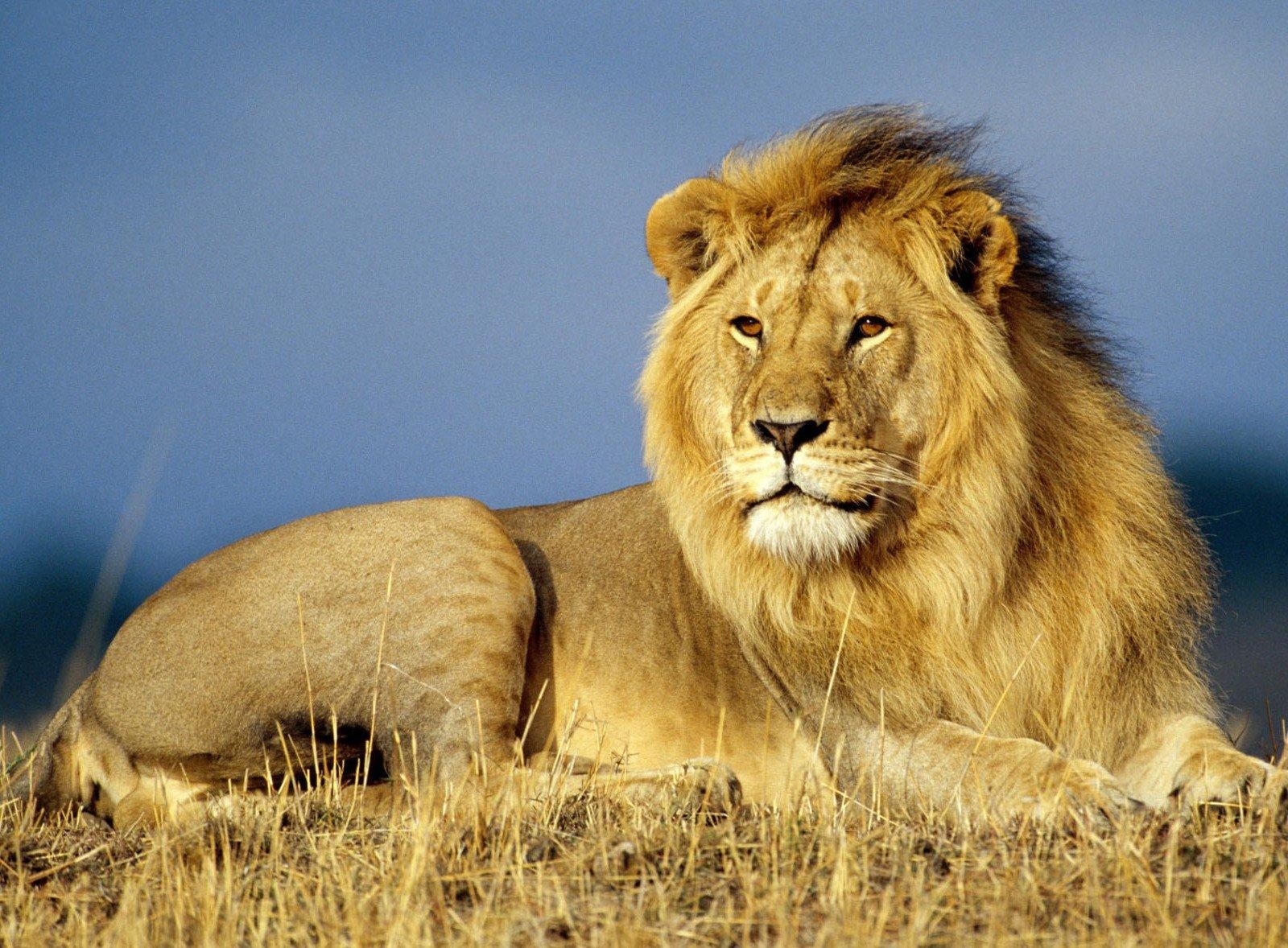 63537 скачать картинку царь зверей, животные, трава, лежать, лев, грива - обои и заставки бесплатно
