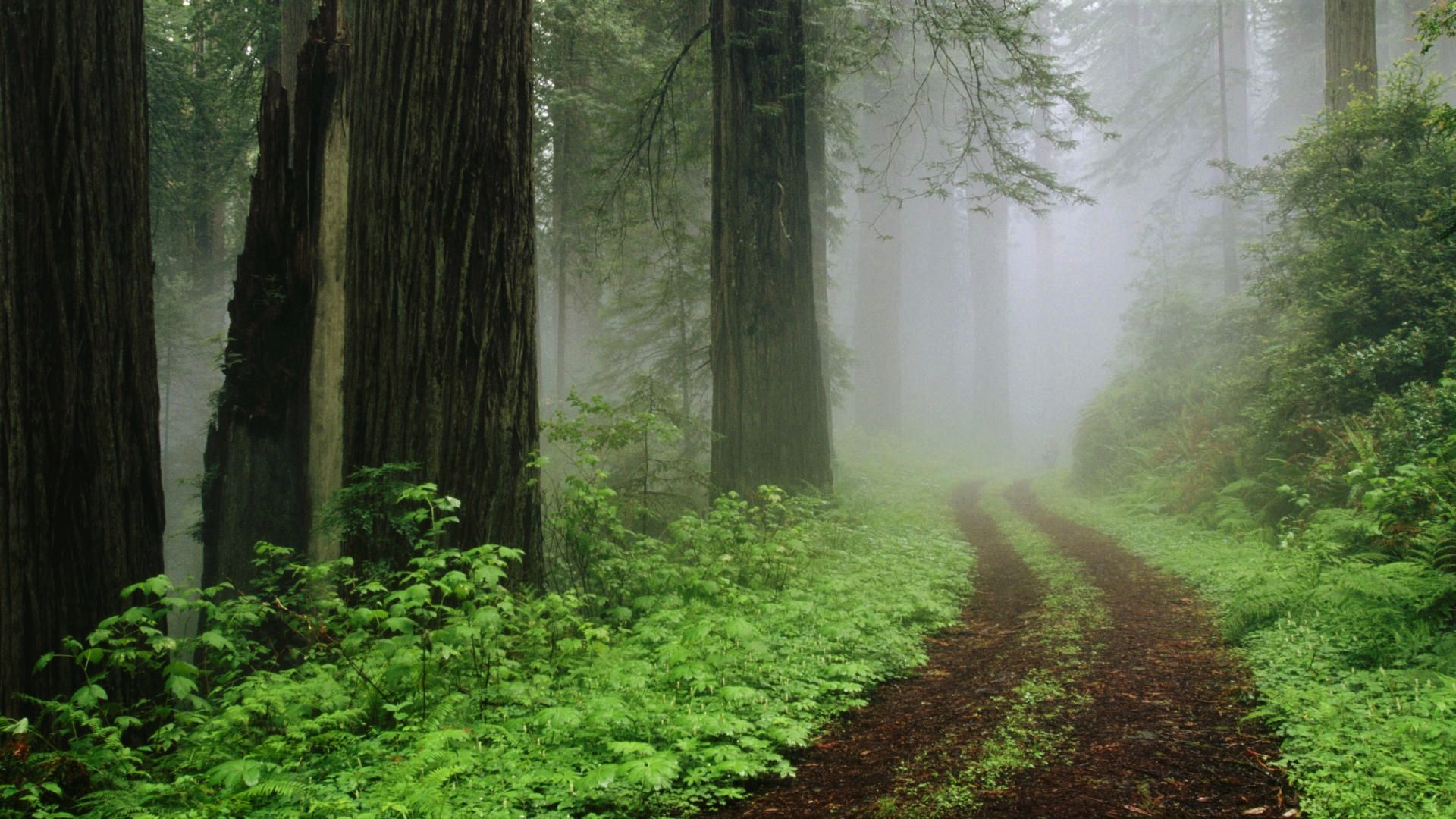 Скачати мобільні шпалери Ліс, Туман, Зелень, Земля, Шлях, Грунтова Дорога безкоштовно.