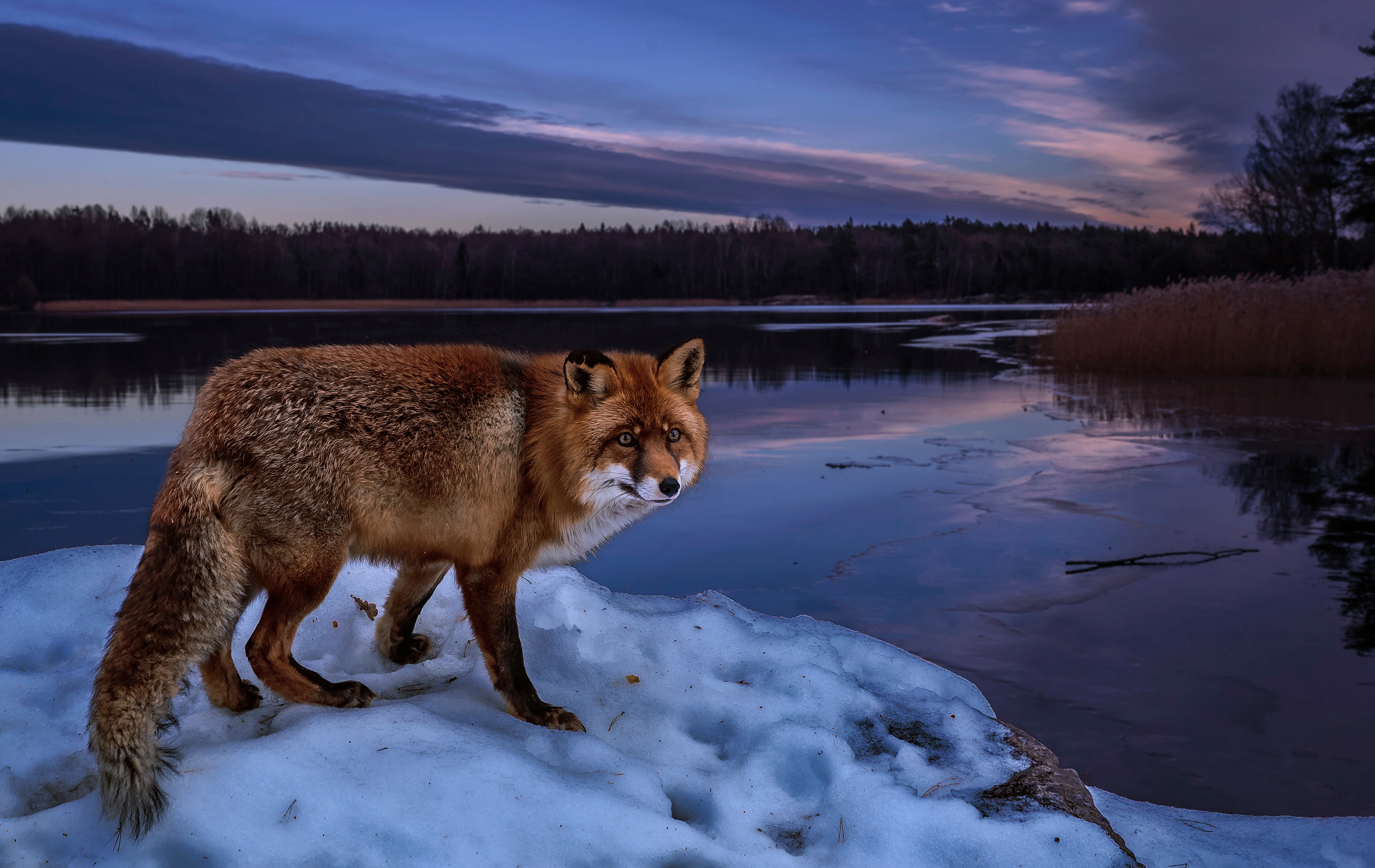 Download mobile wallpaper Winter, Fox, Lake, Animal for free.