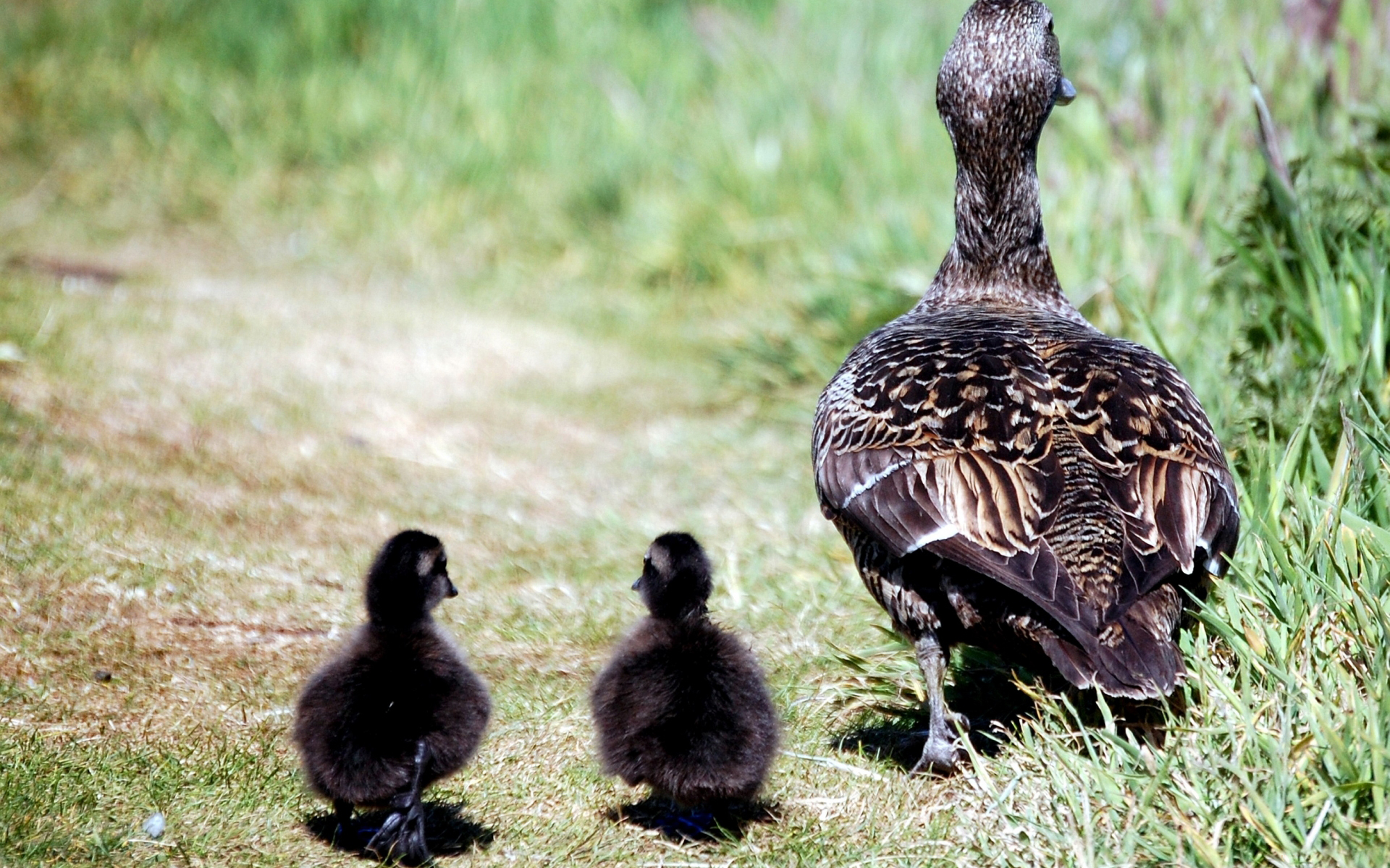 Laden Sie das Ente, Vögel, Tiere-Bild kostenlos auf Ihren PC-Desktop herunter