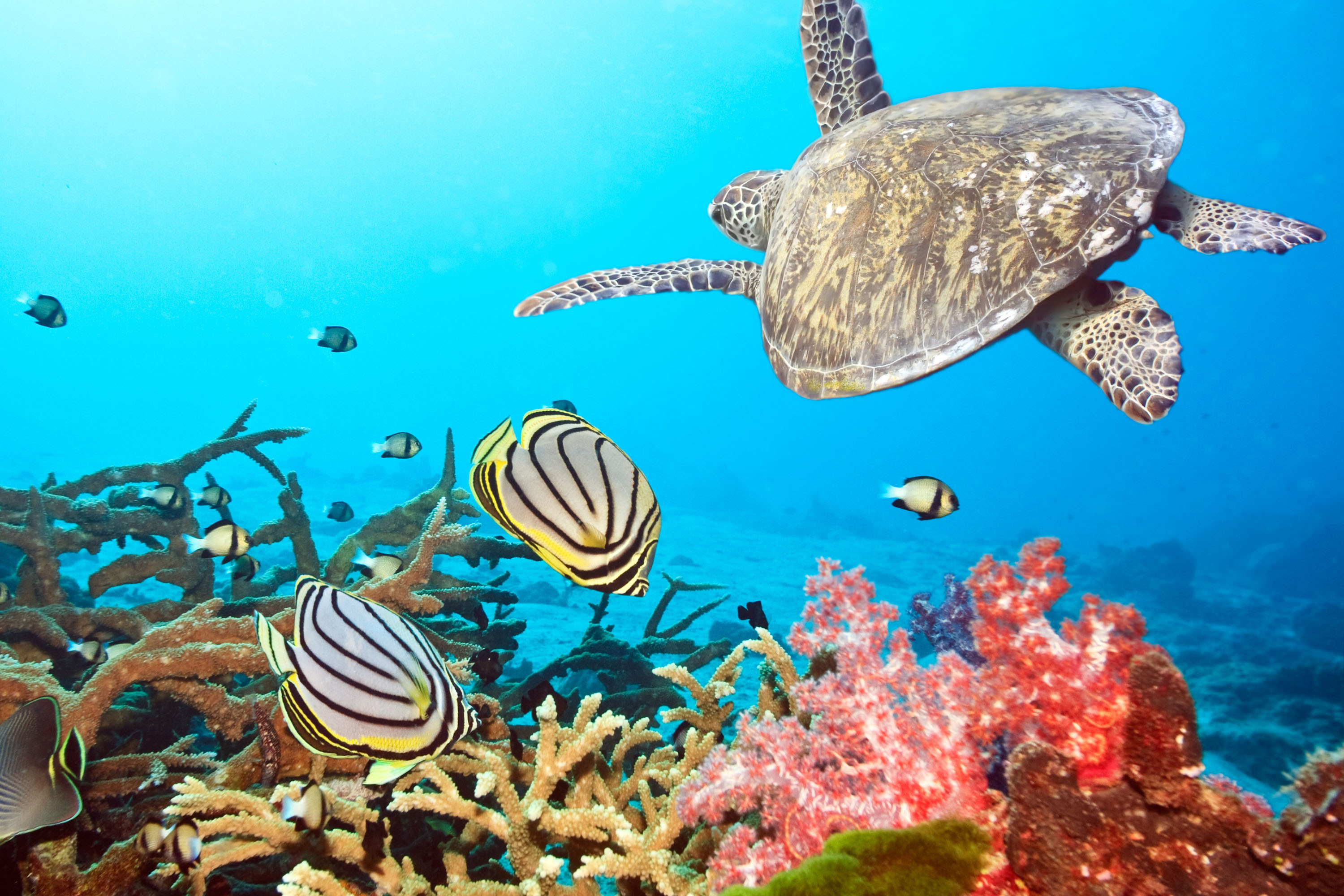 49300 télécharger l'image paysage, poissons, mer, tortues, turquoise - fonds d'écran et économiseurs d'écran gratuits