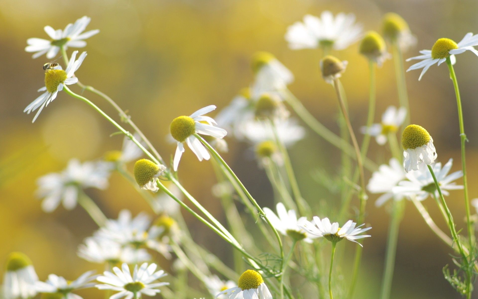 Download mobile wallpaper Macro, Grass, Flowers, Camomile, Background for free.
