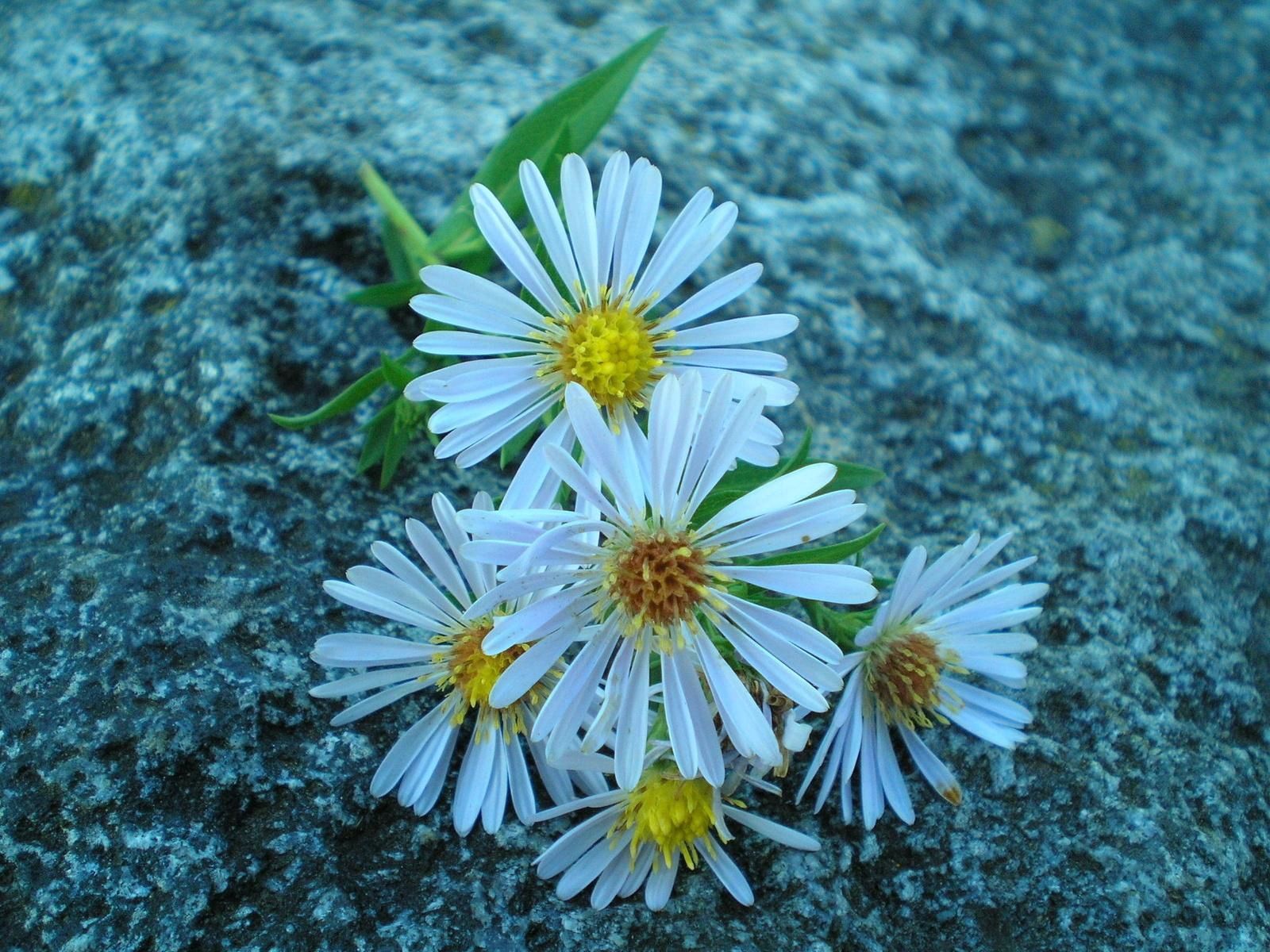 Descarga gratis la imagen Naturaleza, Flores, Piedra, Una Roca, Noche en el escritorio de tu PC