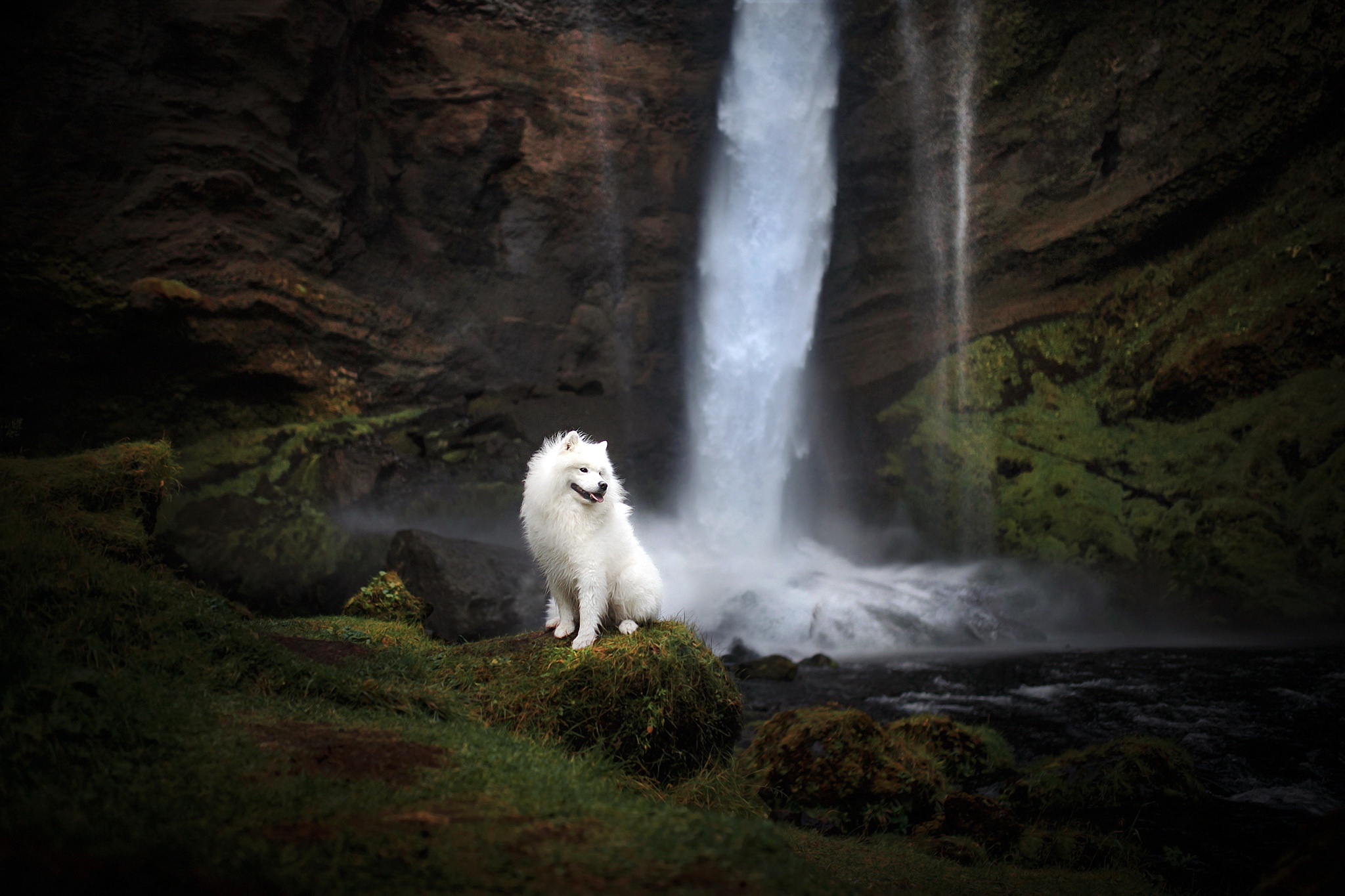 Free download wallpaper Dogs, Waterfall, Dog, Animal, Samoyed on your PC desktop