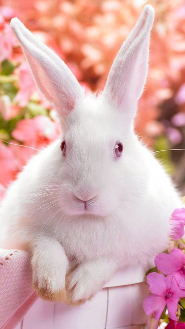 Download mobile wallpaper Easter, Holiday, Colorful, Rabbit, Bunny for free.