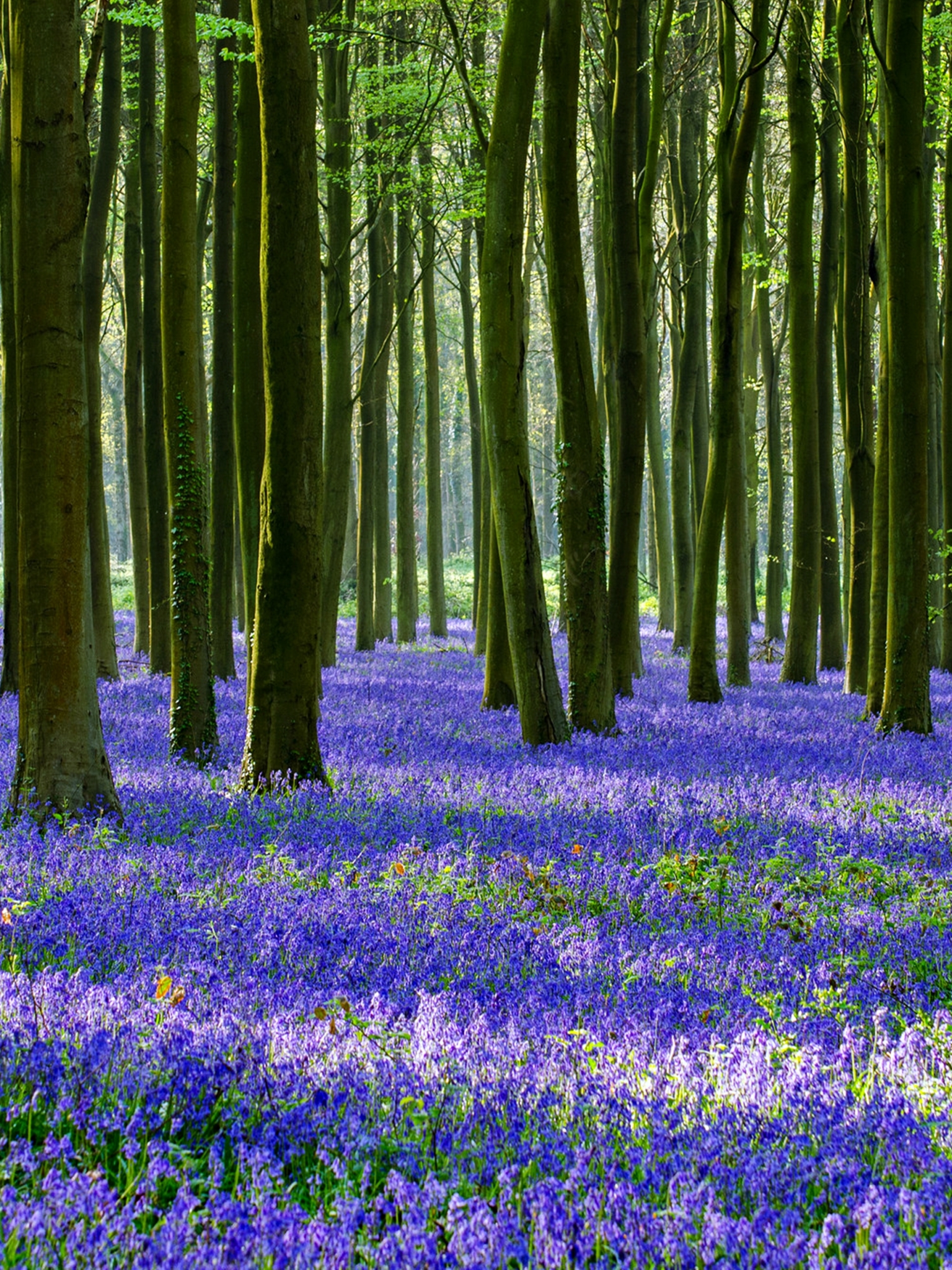 Descarga gratuita de fondo de pantalla para móvil de Naturaleza, Flor, Bosque, Árbol, Primavera, Tierra/naturaleza.