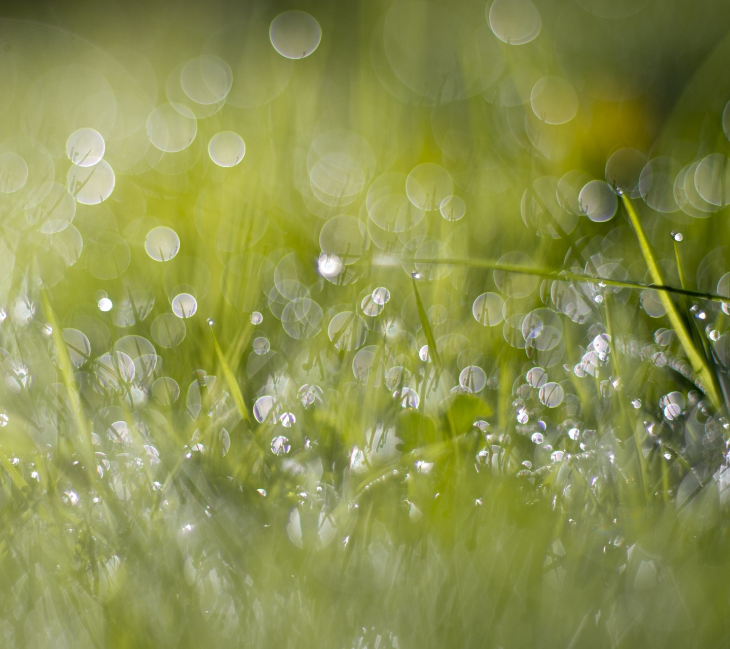 Free download wallpaper Grass, Earth on your PC desktop