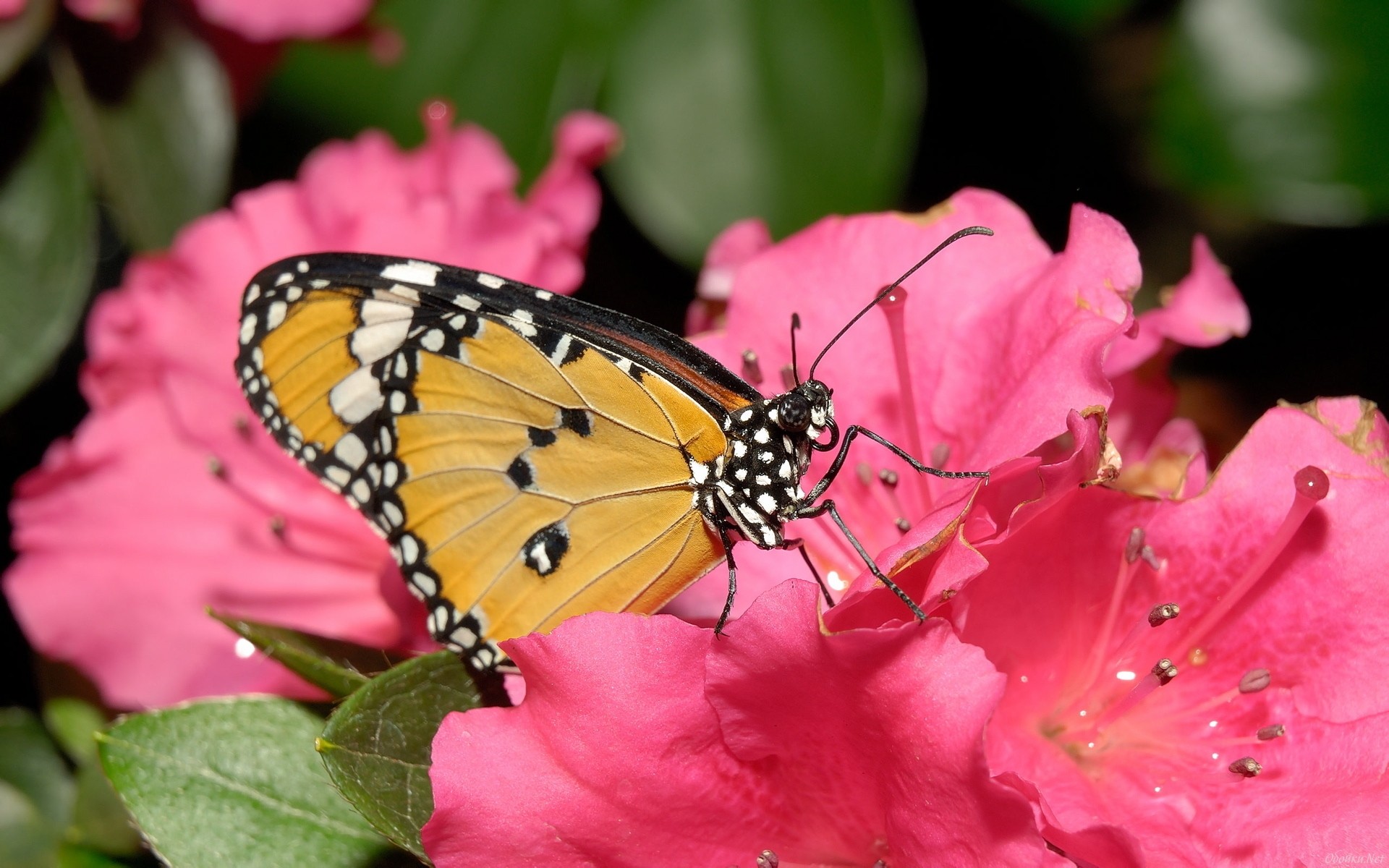 Descarga gratuita de fondo de pantalla para móvil de Animales, Mariposa.