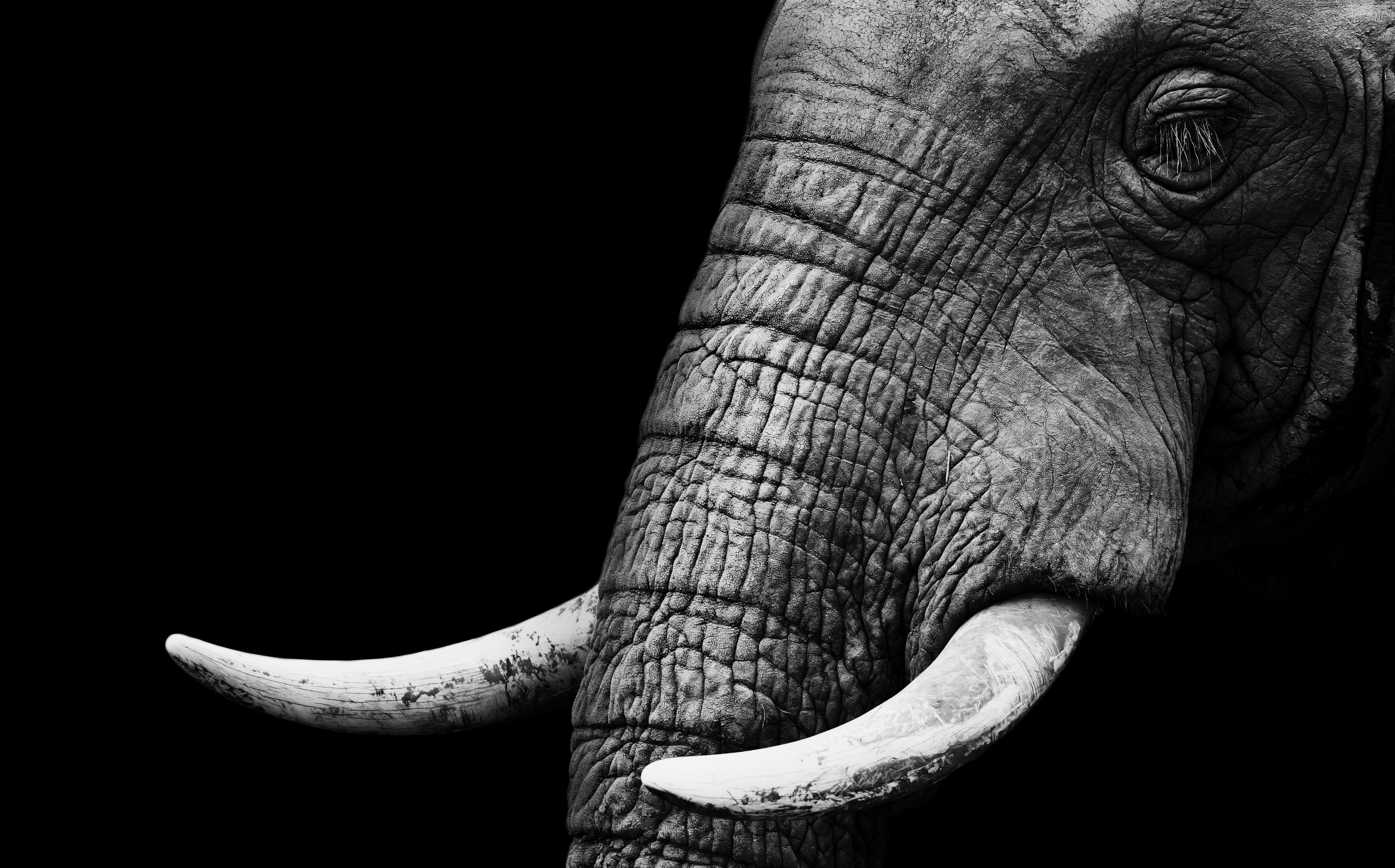 Descarga gratis la imagen Animales, Elefantes, Elefante Africano De Sabana en el escritorio de tu PC