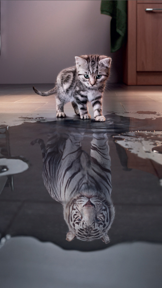 Download mobile wallpaper Cats, Cat, Kitten, Tiger, Animal, Cute, White Tiger, Manipulation for free.