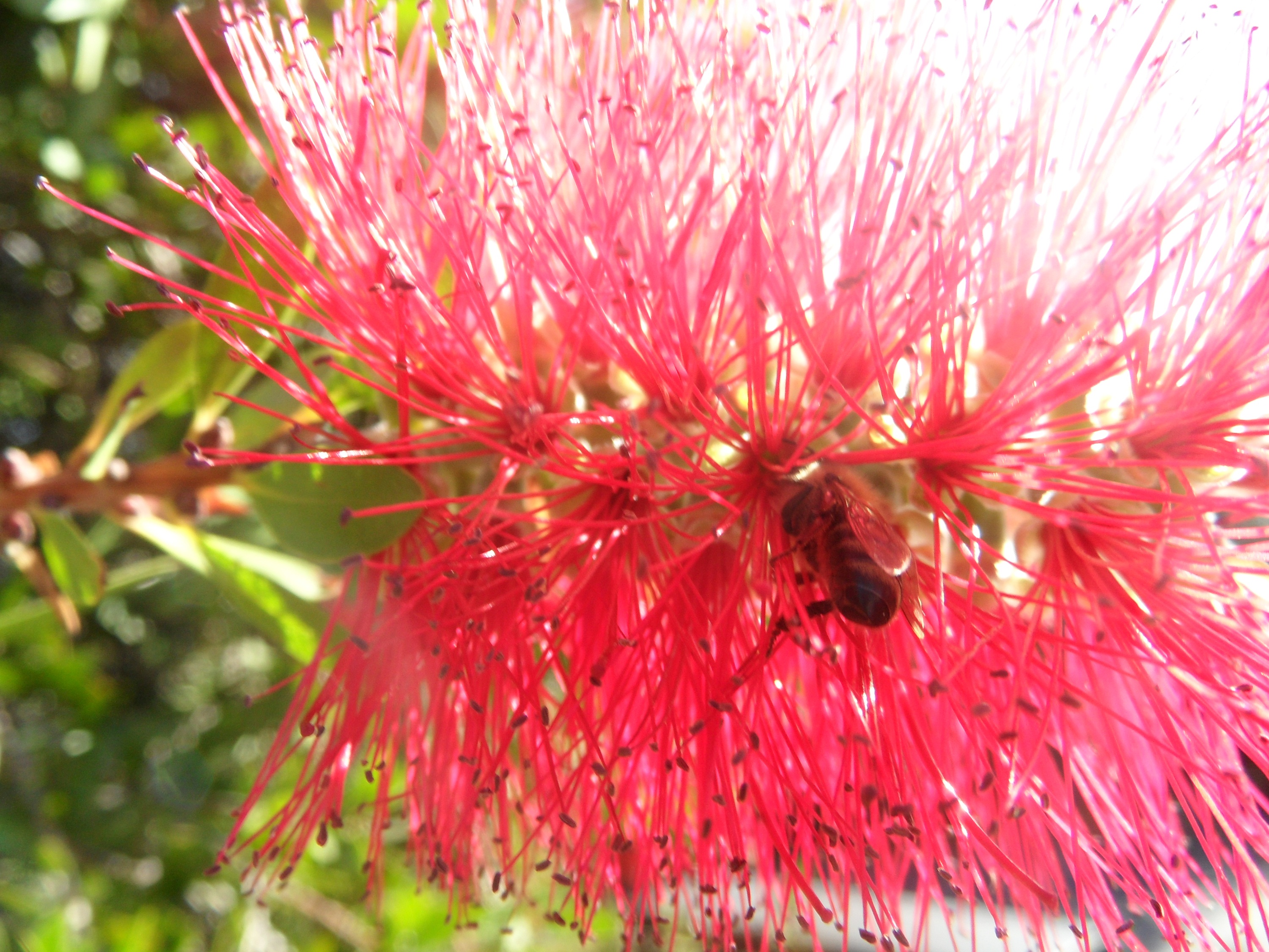 372867 descargar fondo de pantalla tierra/naturaleza, escobilla, abeja, flor, flores: protectores de pantalla e imágenes gratis