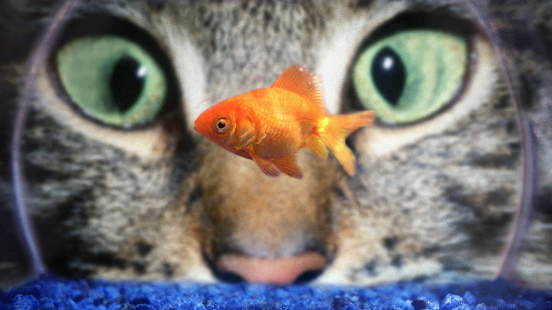 575045 завантажити картинку тварина, золота рибка, акваріум, кішка, око, риба, зелений, макрос - шпалери і заставки безкоштовно
