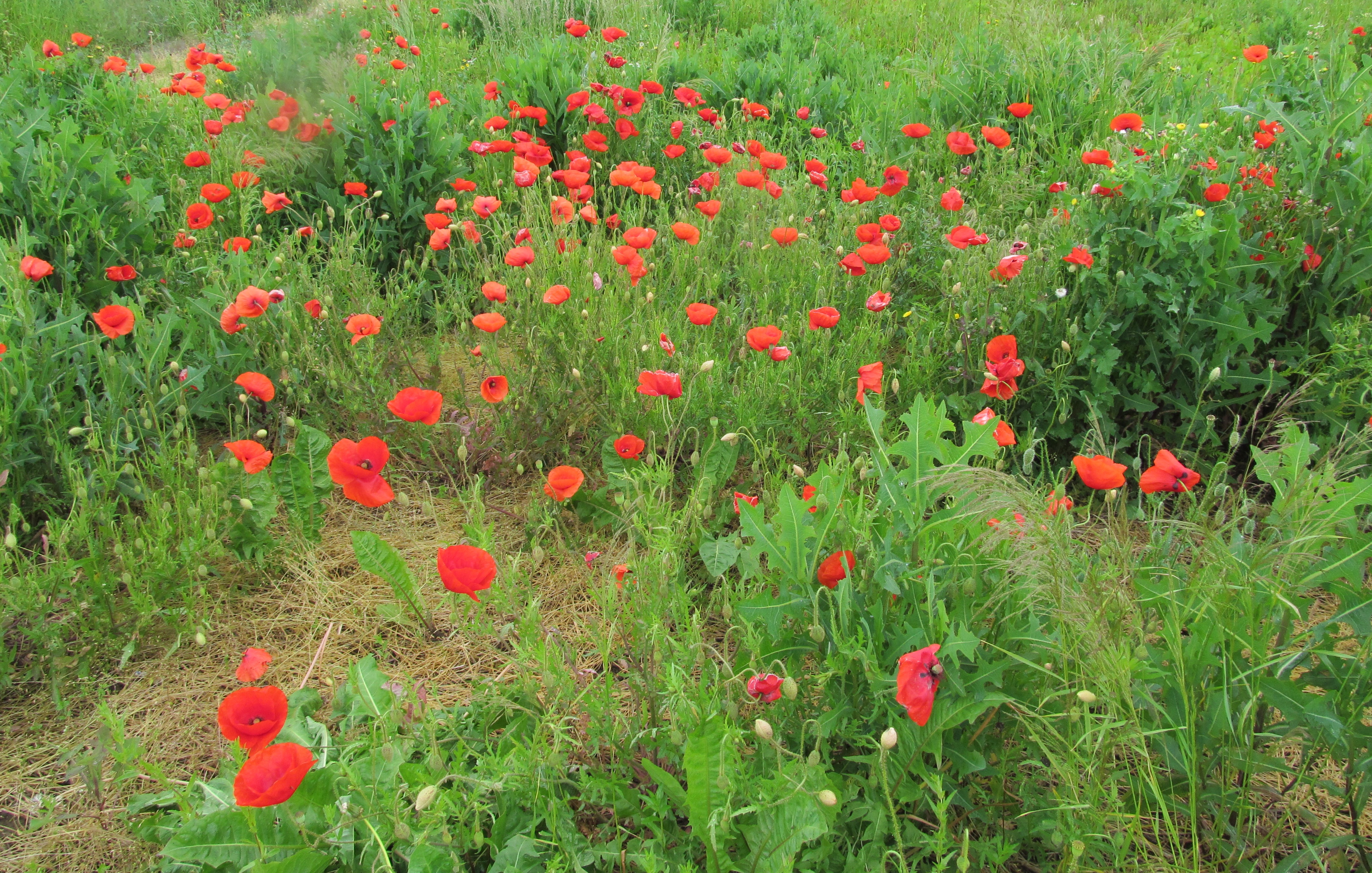 Descarga gratuita de fondo de pantalla para móvil de Amapola, Flores, Tierra/naturaleza.