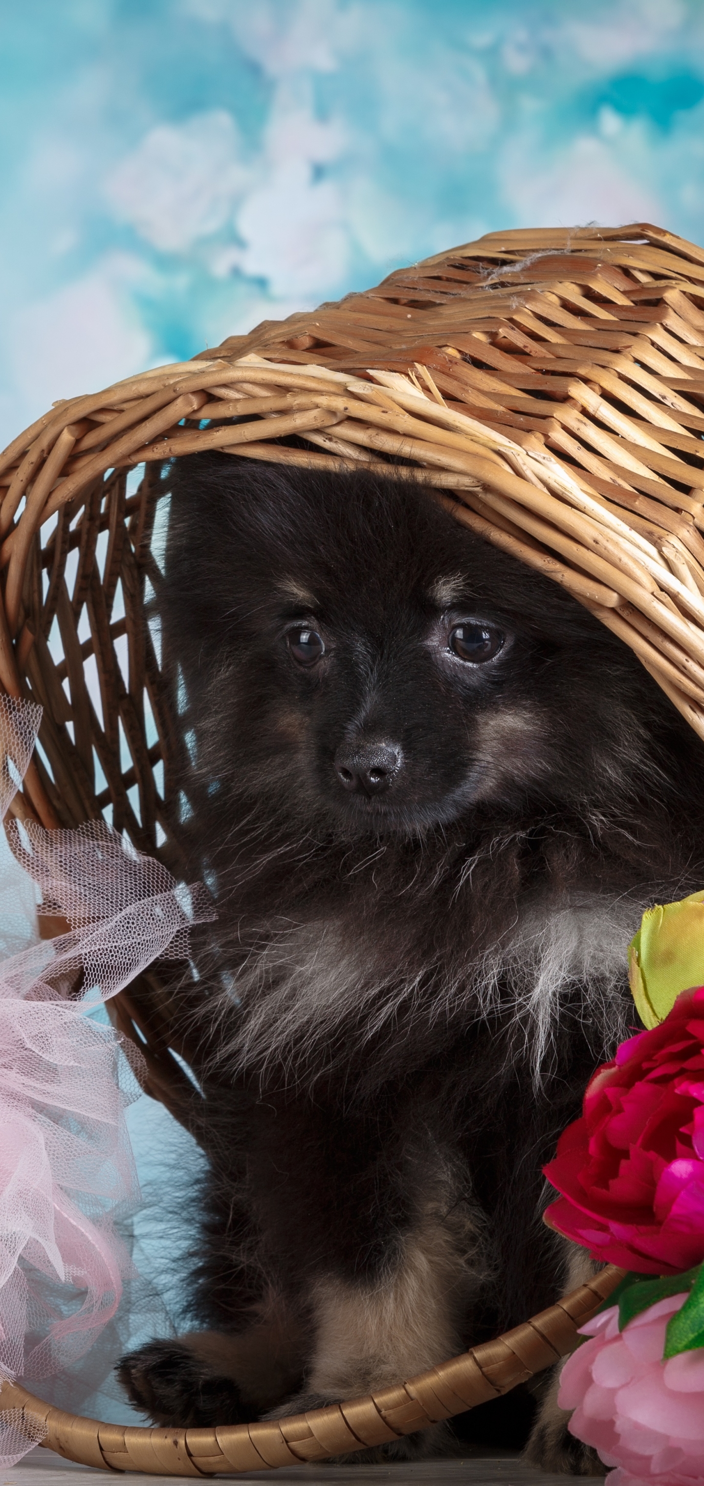 Baixar papel de parede para celular de Animais, Cães, Filhote gratuito.