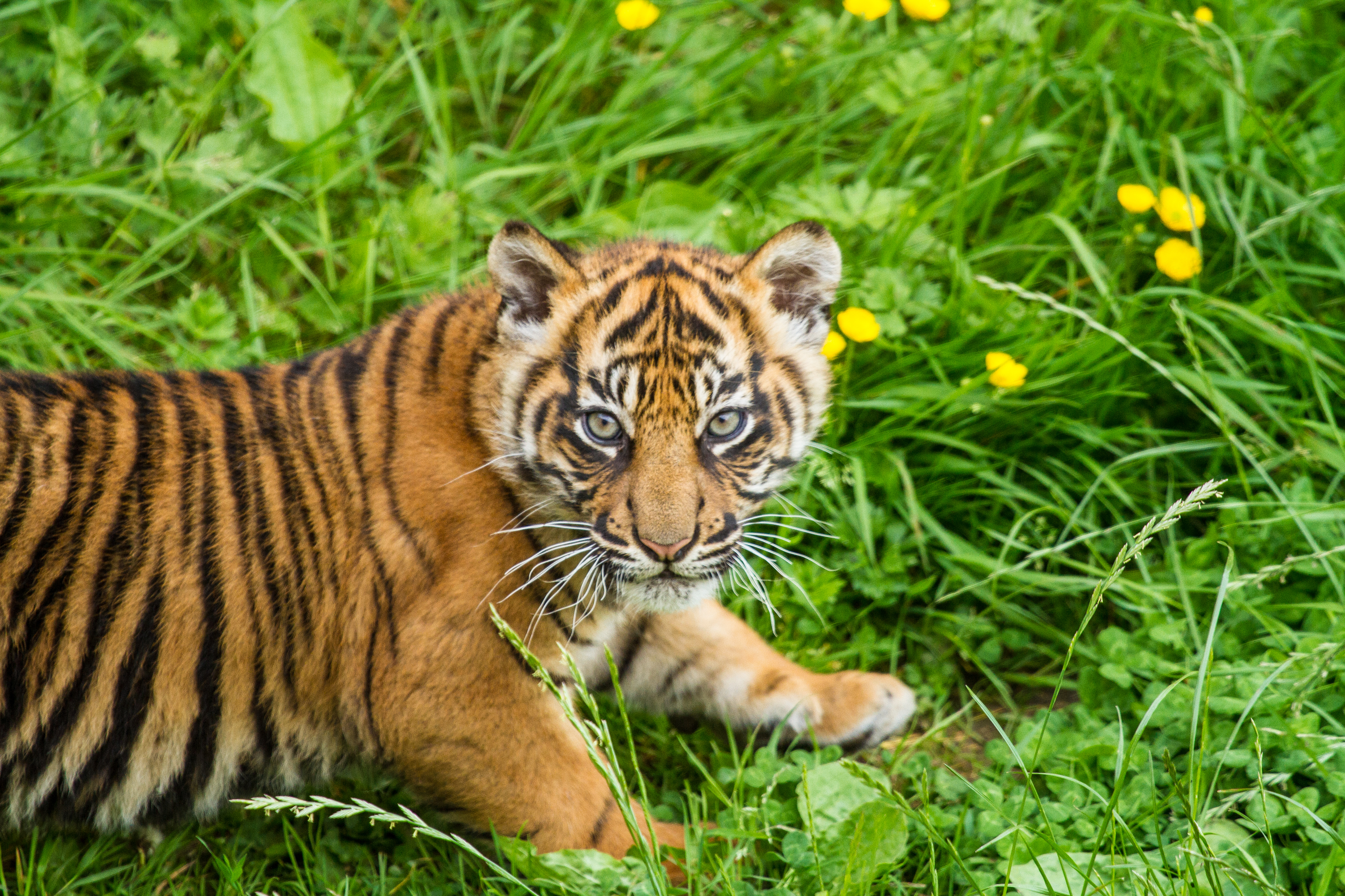 Download mobile wallpaper Cats, Grass, Tiger, Animal, Baby Animal, Cub for free.