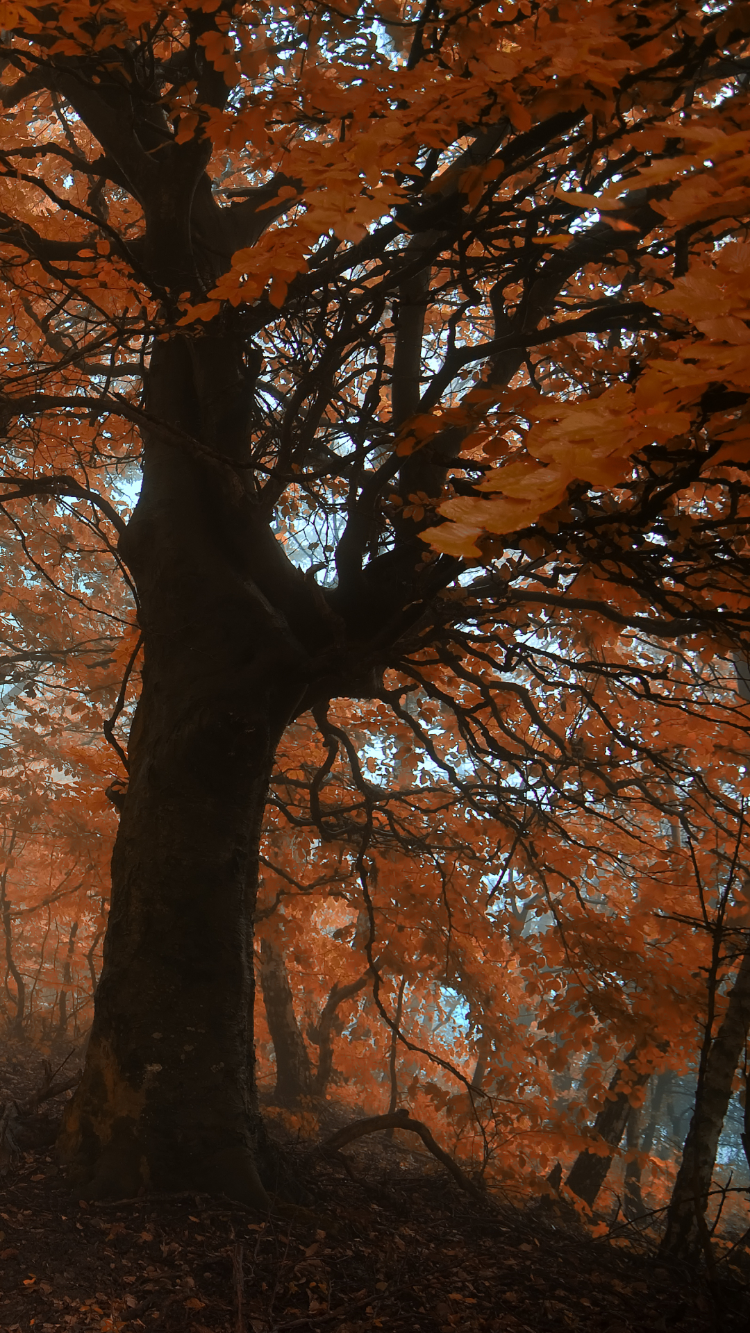 Download mobile wallpaper Trees, Forest, Tree, Fog, Fall, Earth for free.