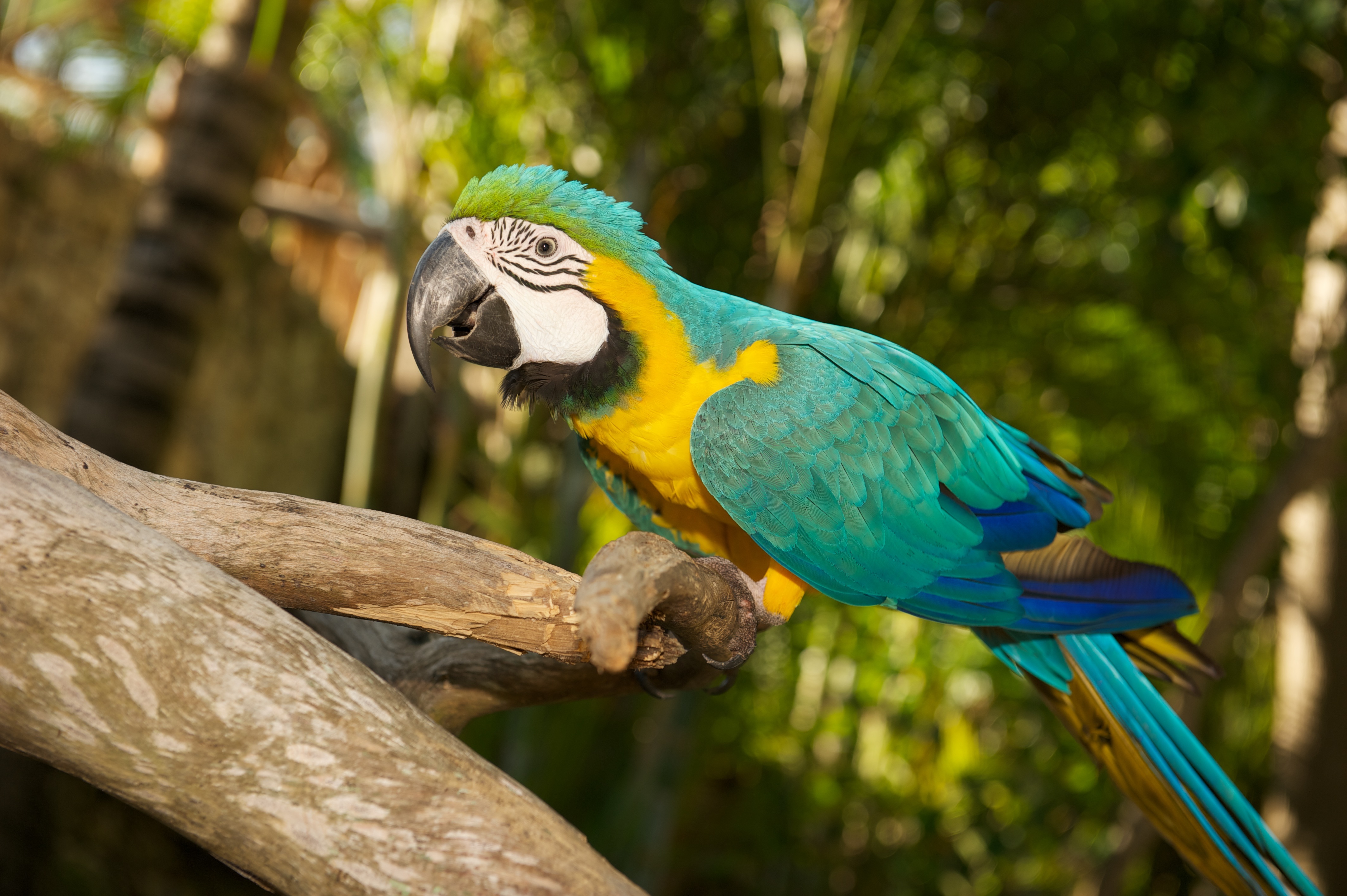PCデスクトップに動物, 鳥, オウム, ボケ, 青と黄色のコンゴウインコ画像を無料でダウンロード